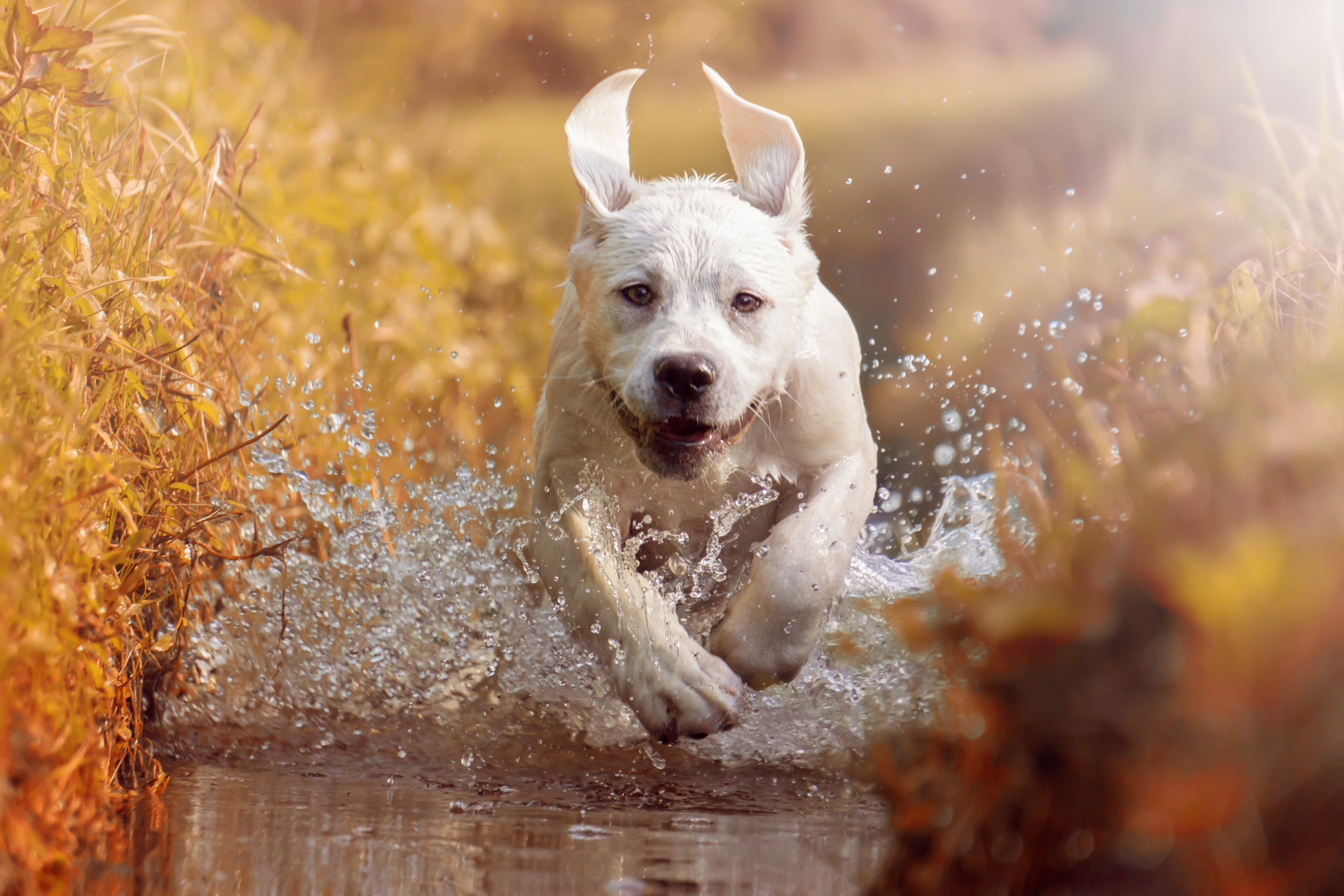 Dog ran away - what to do if the dog is gone? - dogbible