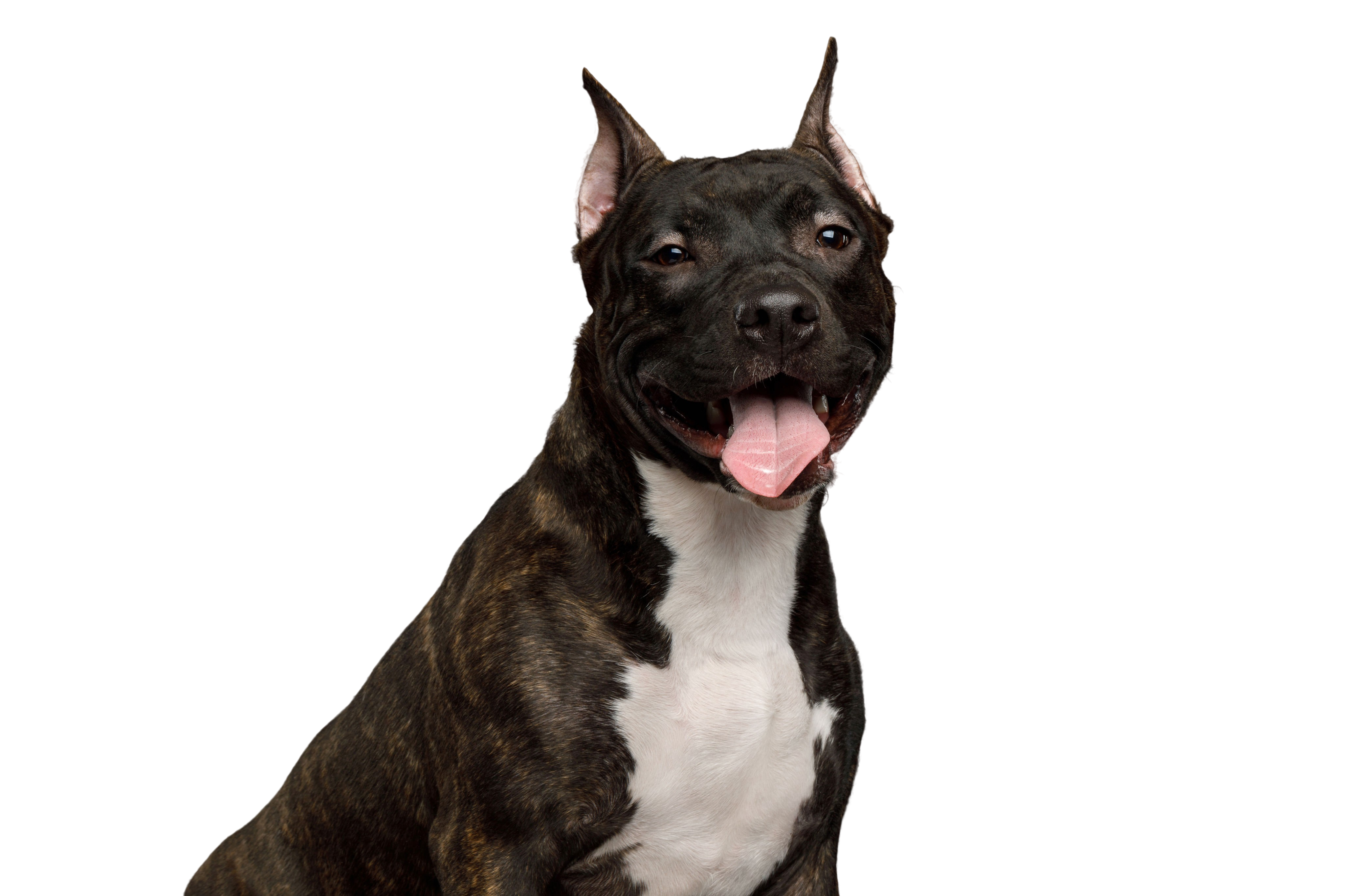 Prefijo Punto Lustre Terrier americano de Staffordshire: Carácter y Actitud - Fotos de Razas de  Perros - dogbible