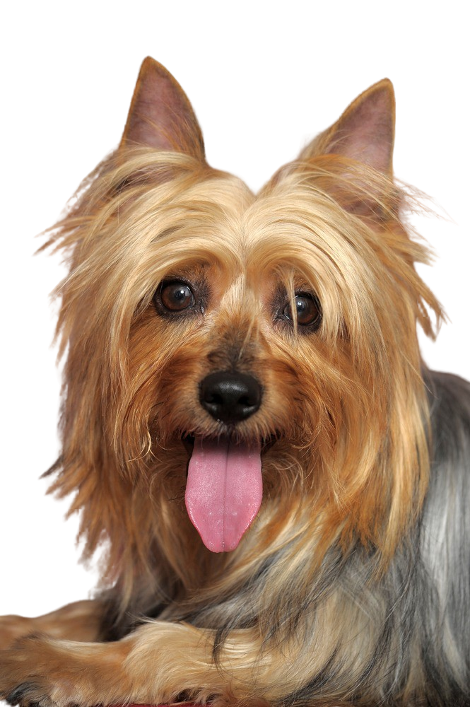 Terrier australiano Silky Carácter y Actitud Fotos de Razas de