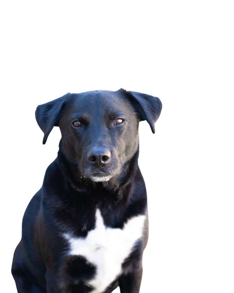 Borador Carácter y Actitud Fotos de Razas de Perros dogbible