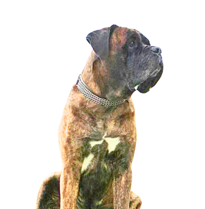 Mezcla De Boxer Y Labrador Adulto