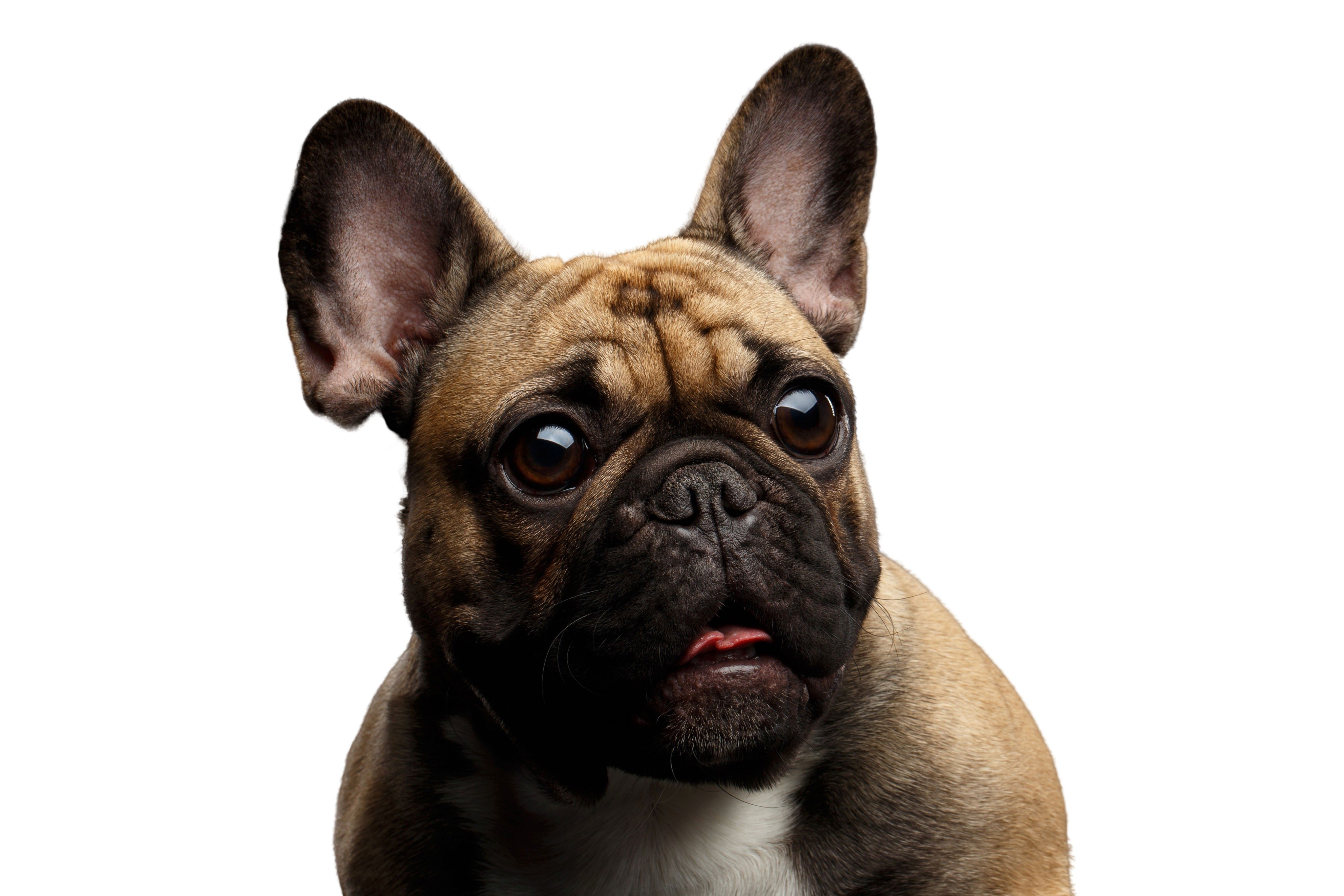 Geometría Perfecto Correspondencia Bulldog francés: Carácter y Actitud - Fotos de Razas de Perros - dogbible