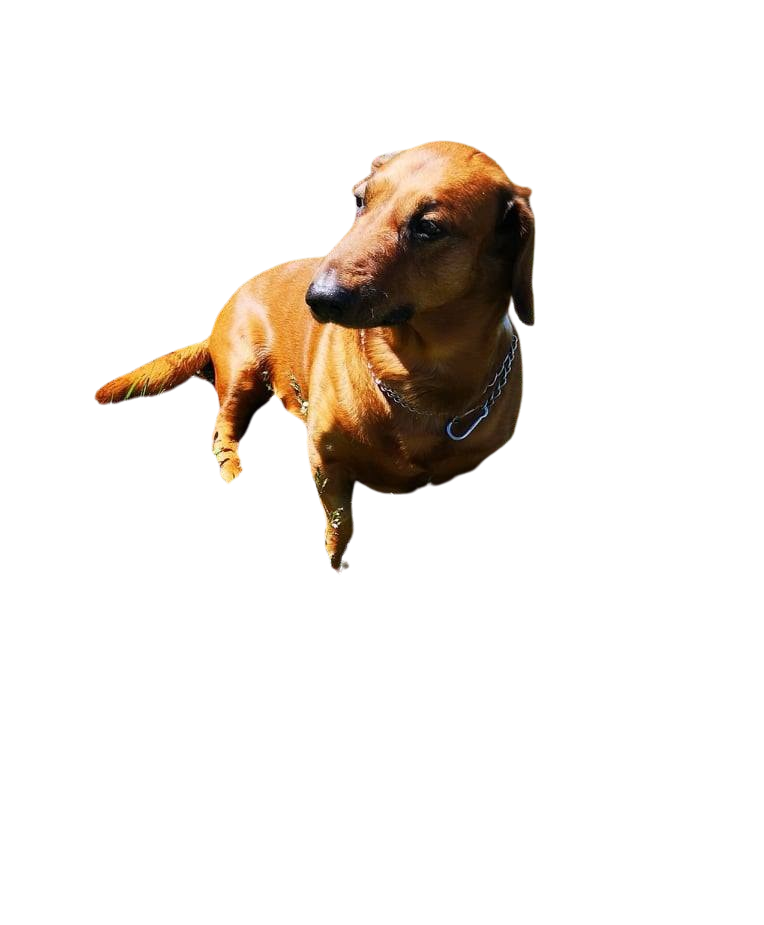 Carácter y Actitud Fotos de de Perros - dogbible