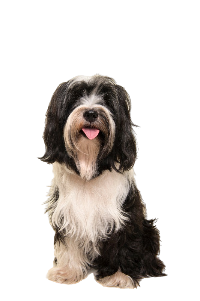 Terrier tibetano Carácter y Actitud Fotos de Razas de Perros dogbible