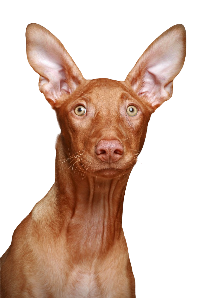 Perro del faraón Carácter y Actitud Fotos de Razas de Perros dogbible