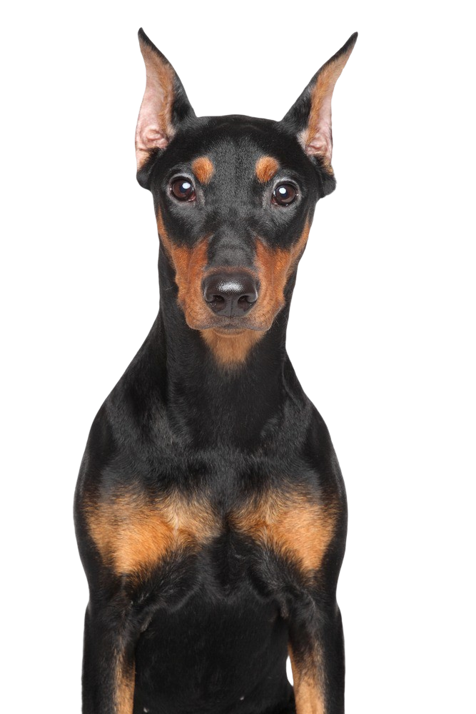 Pinscher alemán: Carácter y Actitud - Fotos de Razas de Perros - dogbible