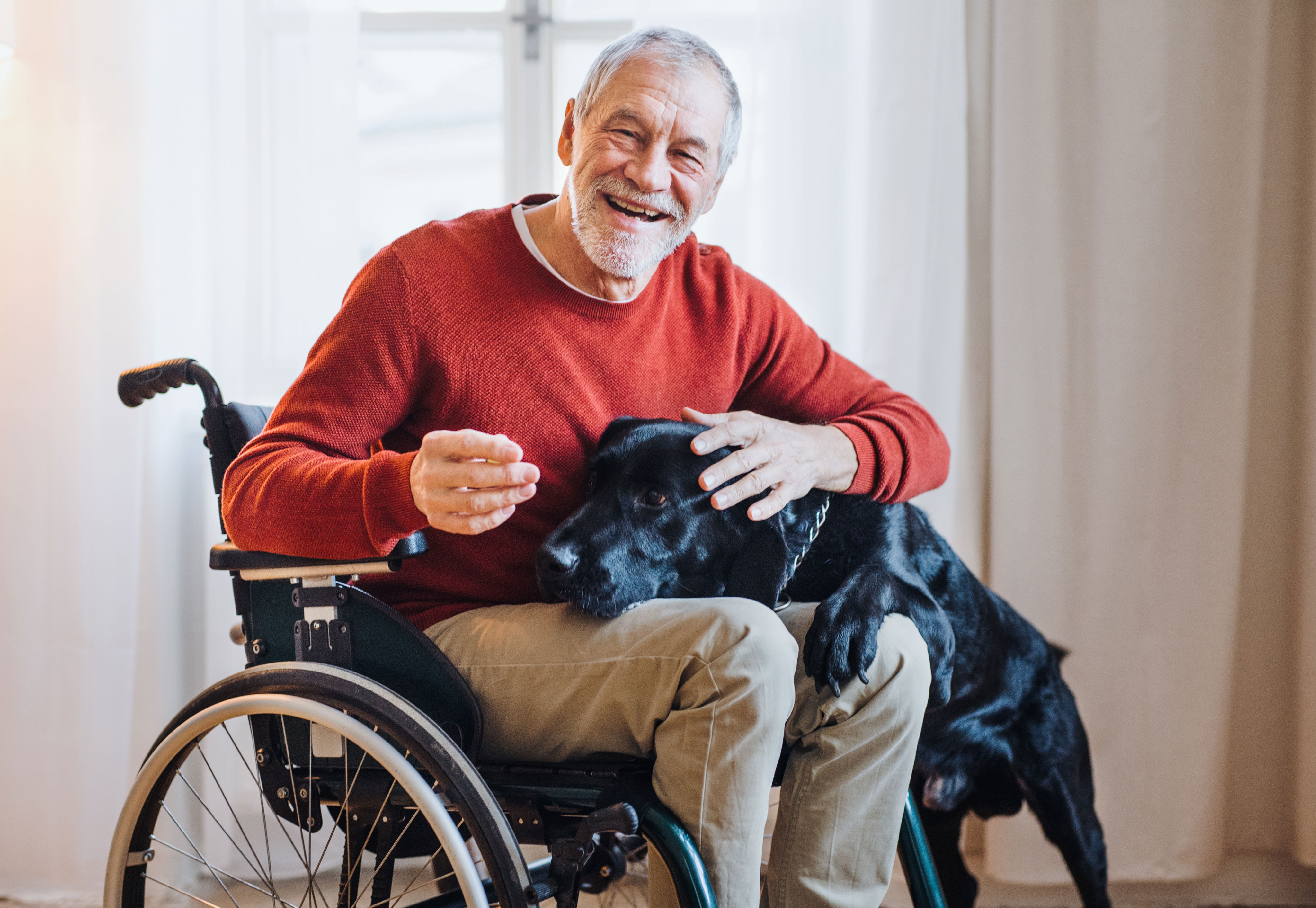 whippig Qué perro es el más adecuado como perro de terapia? - dogbible