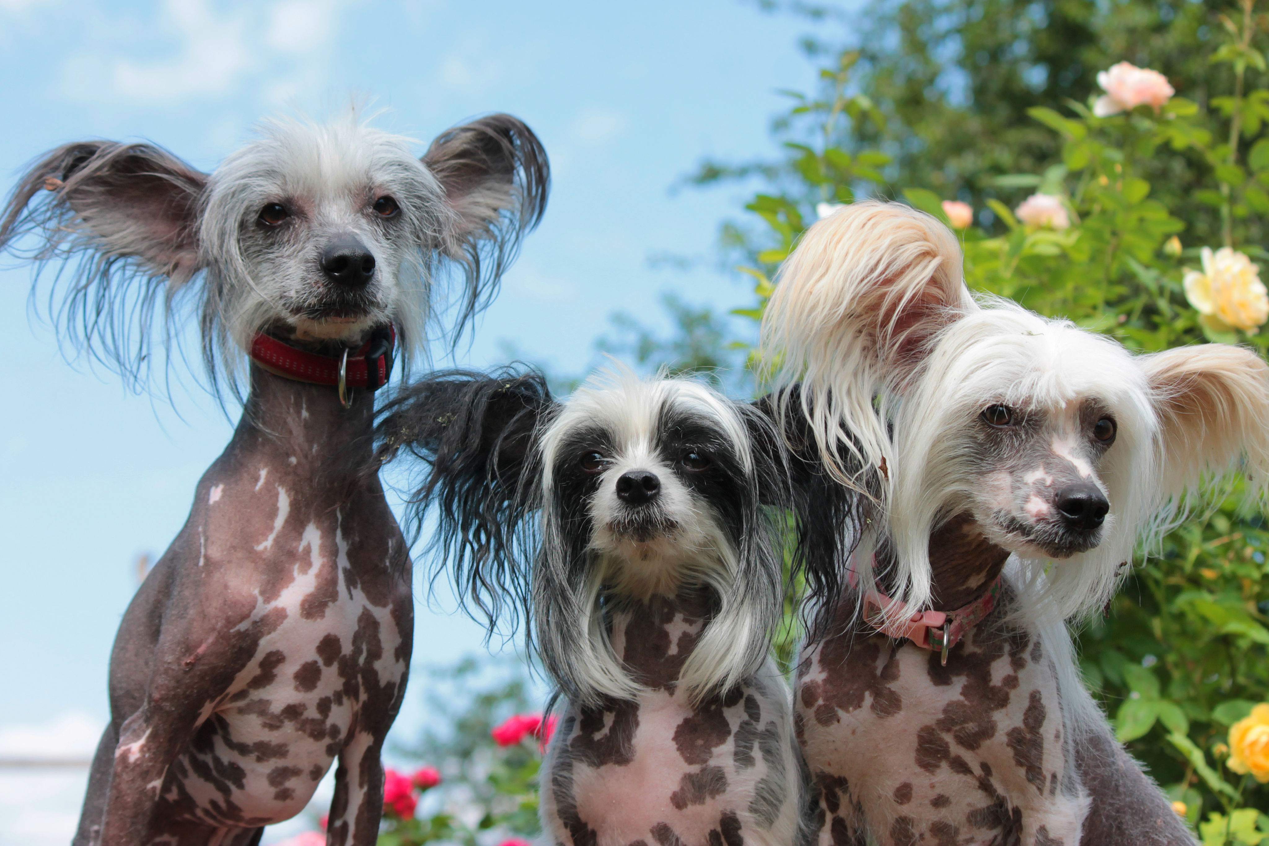 Las 10 Mejores Razas De Perros Chinos Con Fotos Dogbible, 47% OFF