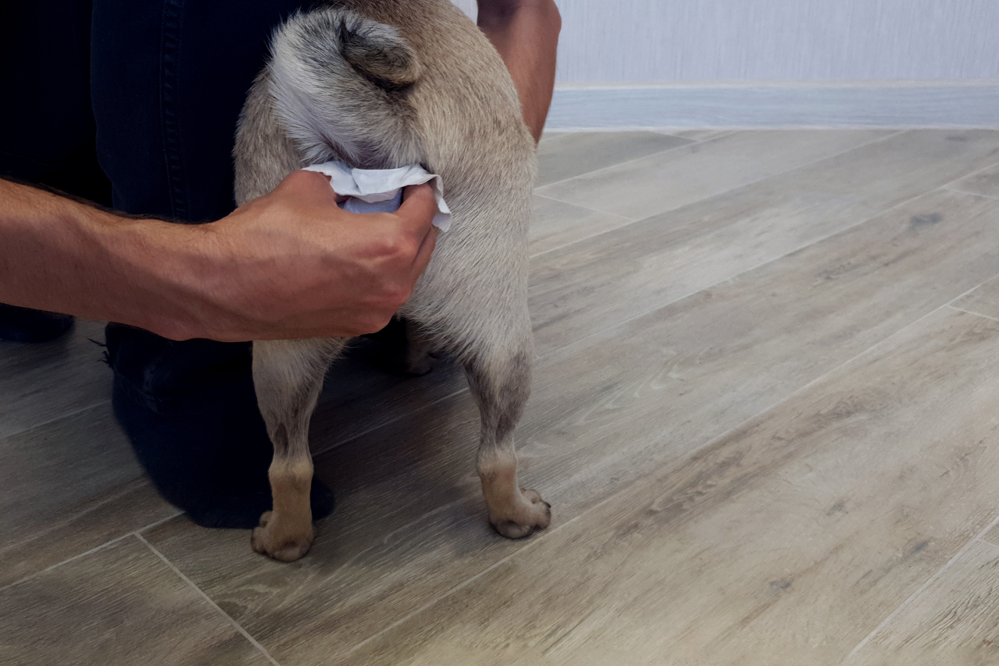 Les glandes anales chez le chien tout ce que tu dois savoir dogbible
