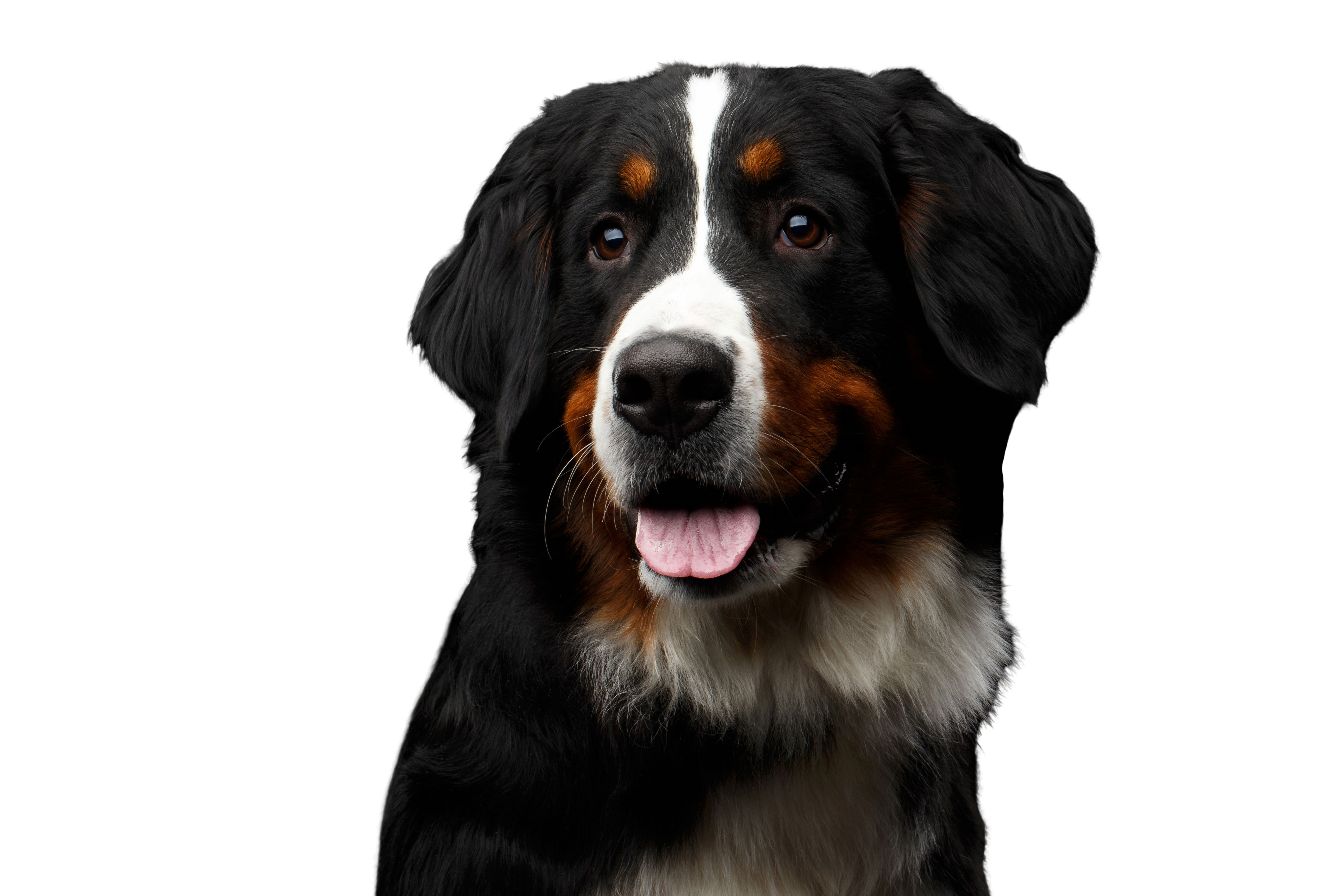 Bouvier Bernois Description De La Race Caractere Dogbible