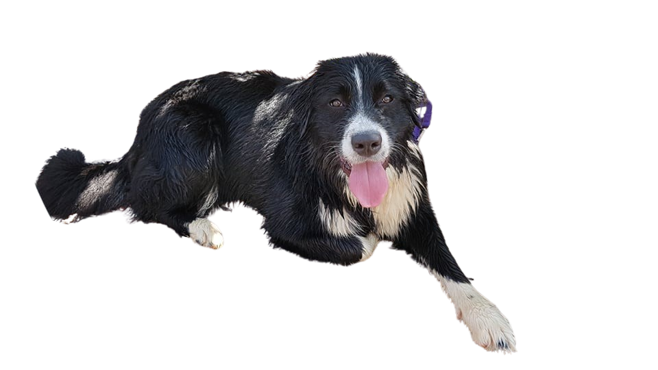 Border Collie Crois Bouvier Bernois