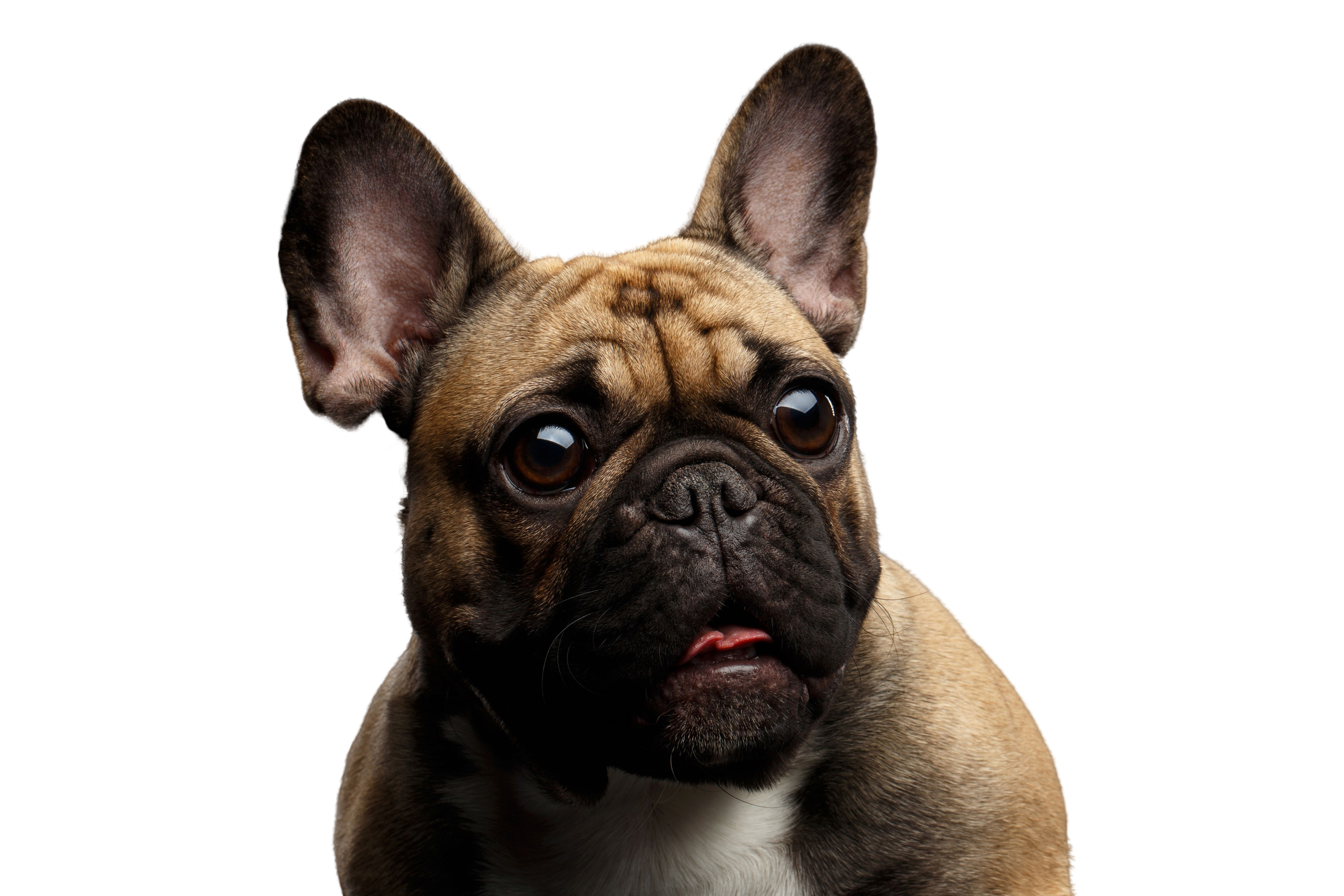 Comment On Dit Poil En Anglais Bouledogue français: Caractère & attitude - Races de chiens images -  dogbible