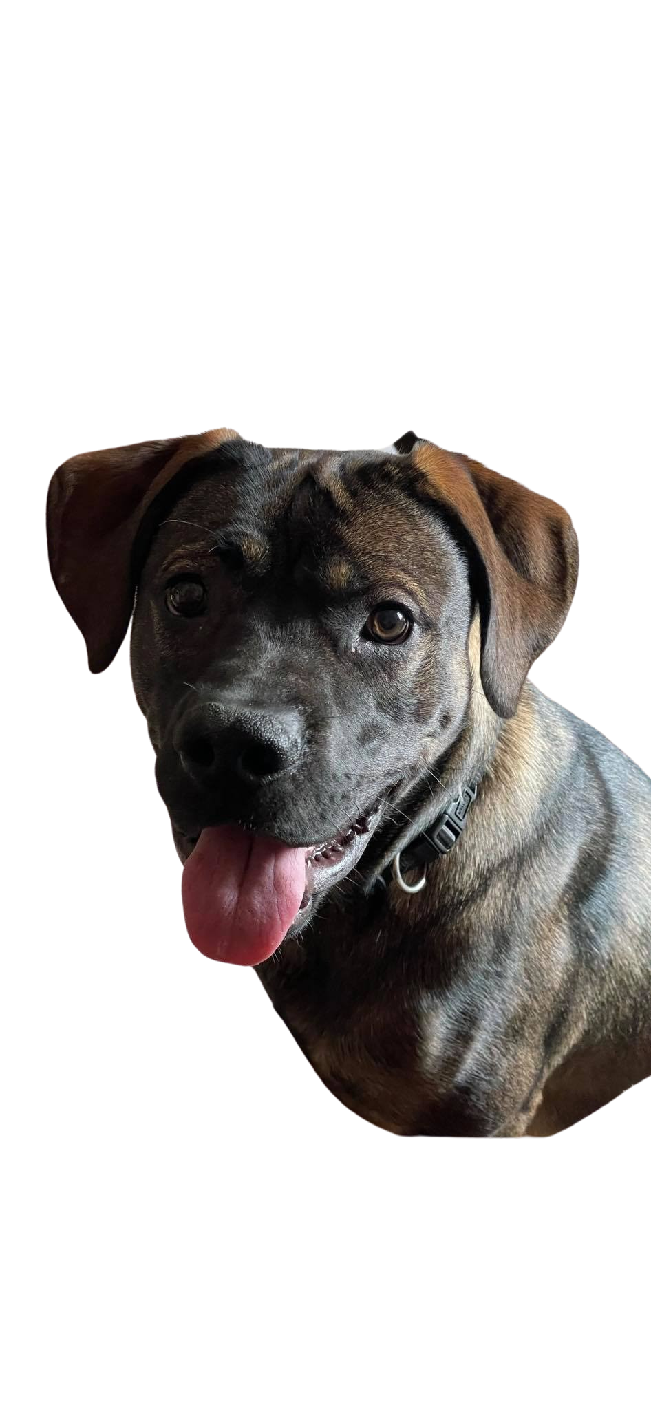 Pets for adoption from Suruluna Animal Rescue | Petfinder, image size:946x2048