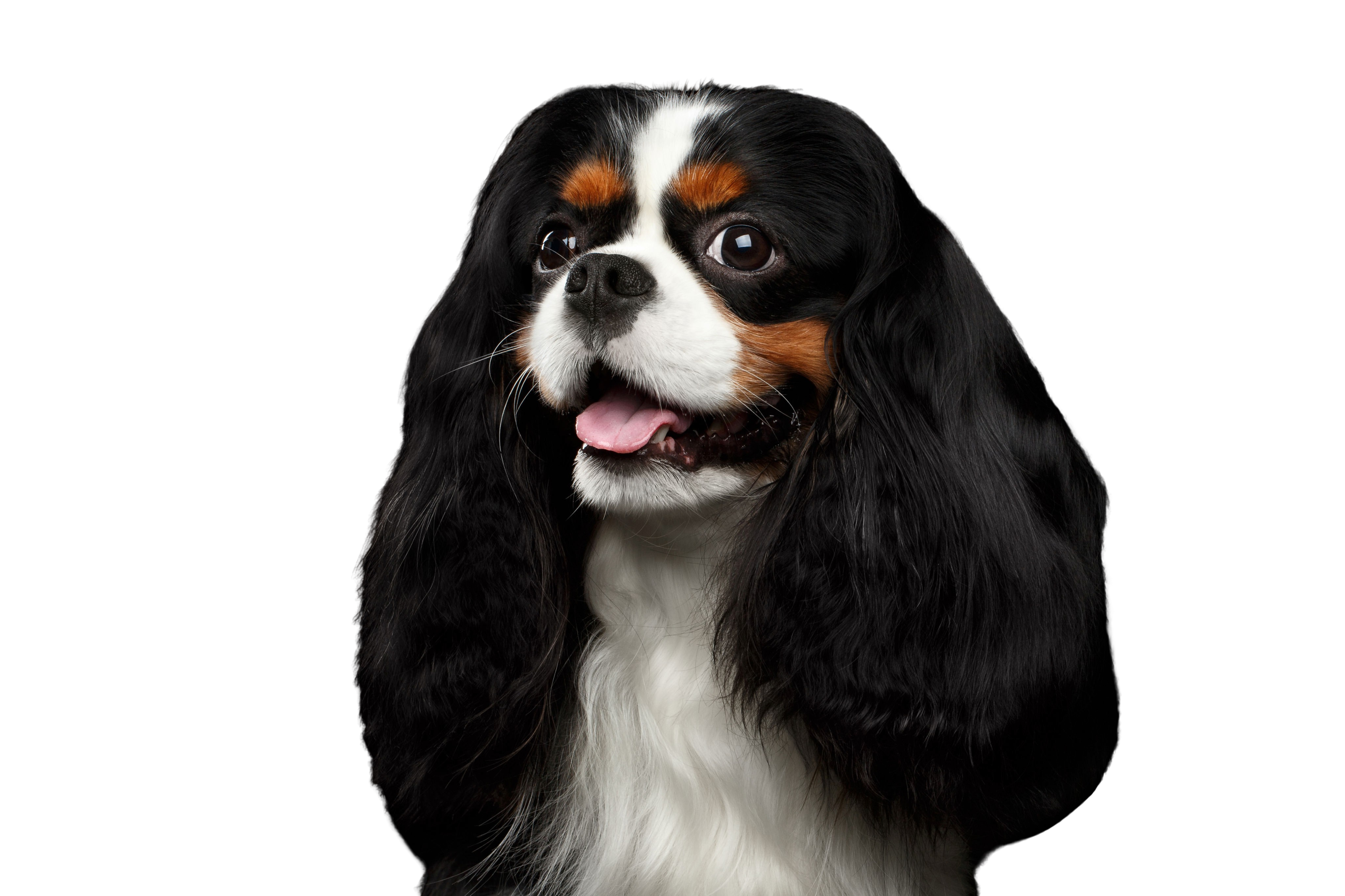 Nom Du Cavalier King Charles Sur Pix Épagneul Cavalier King Charles: Caractère & attitude - Races de chiens  images - dogbible
