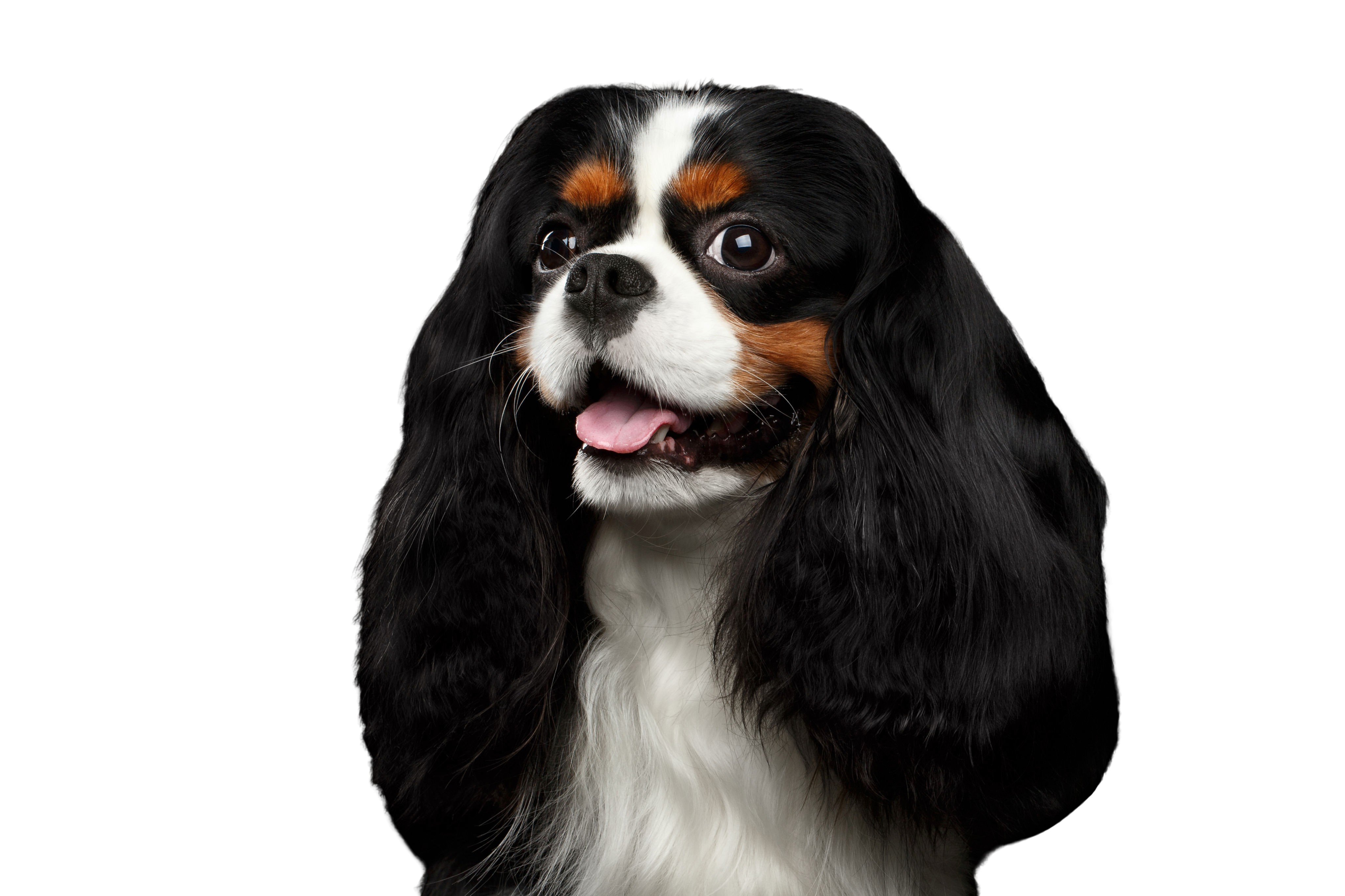 Nom Du Cavalier King Charles Sur Pix Épagneul Cavalier King Charles: Caractère & attitude - Races de chiens images - dogbible