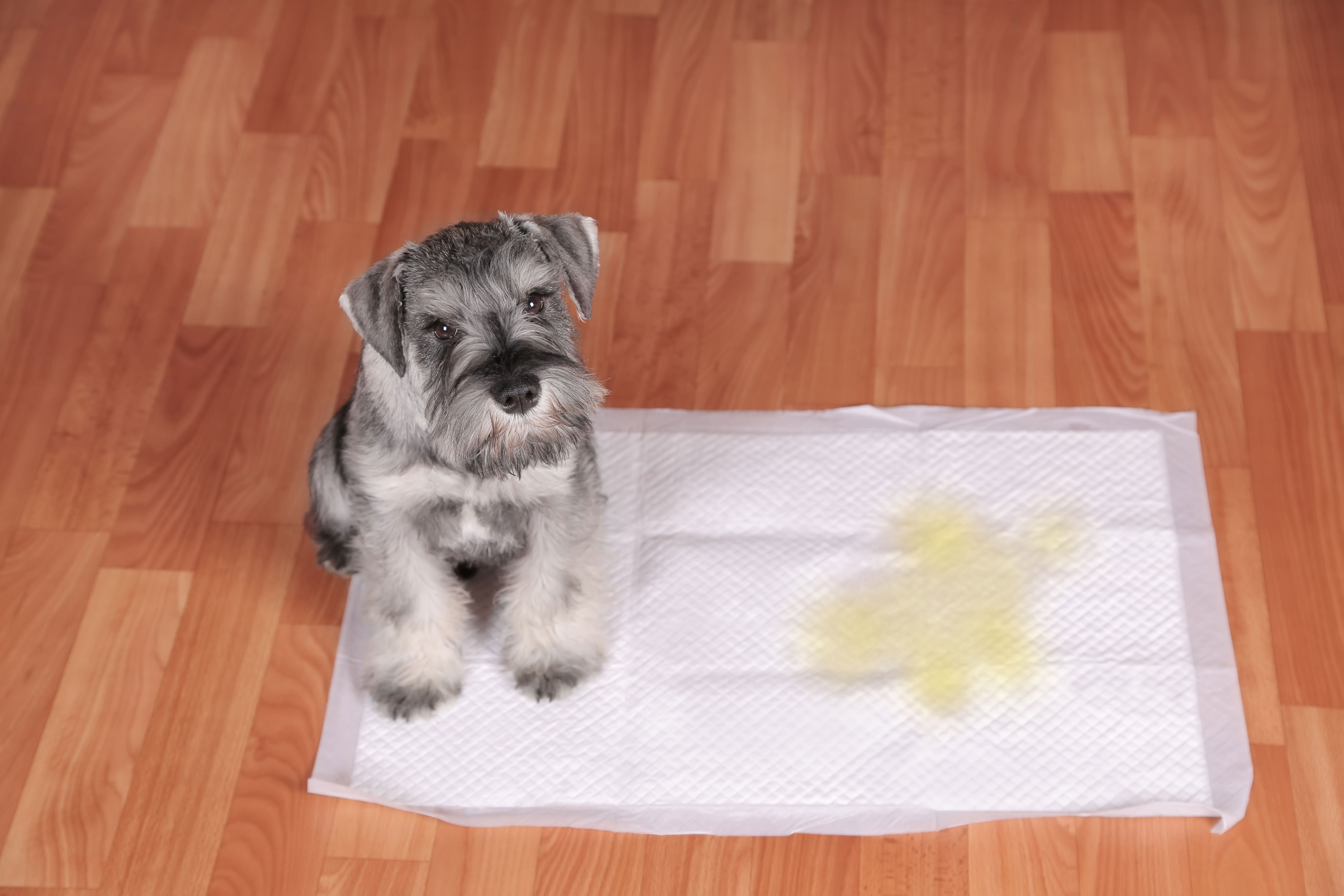 Le chien n'est pas encore propre, que dois-je faire ? - dogbible