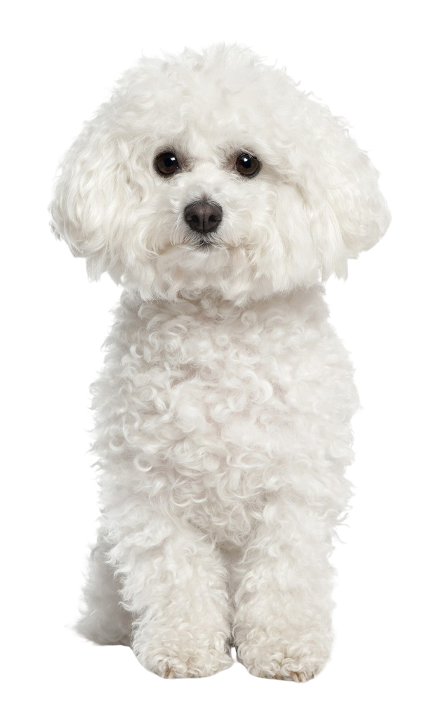 Bichon frisé Caractère & attitude Races de chiens images dogbible