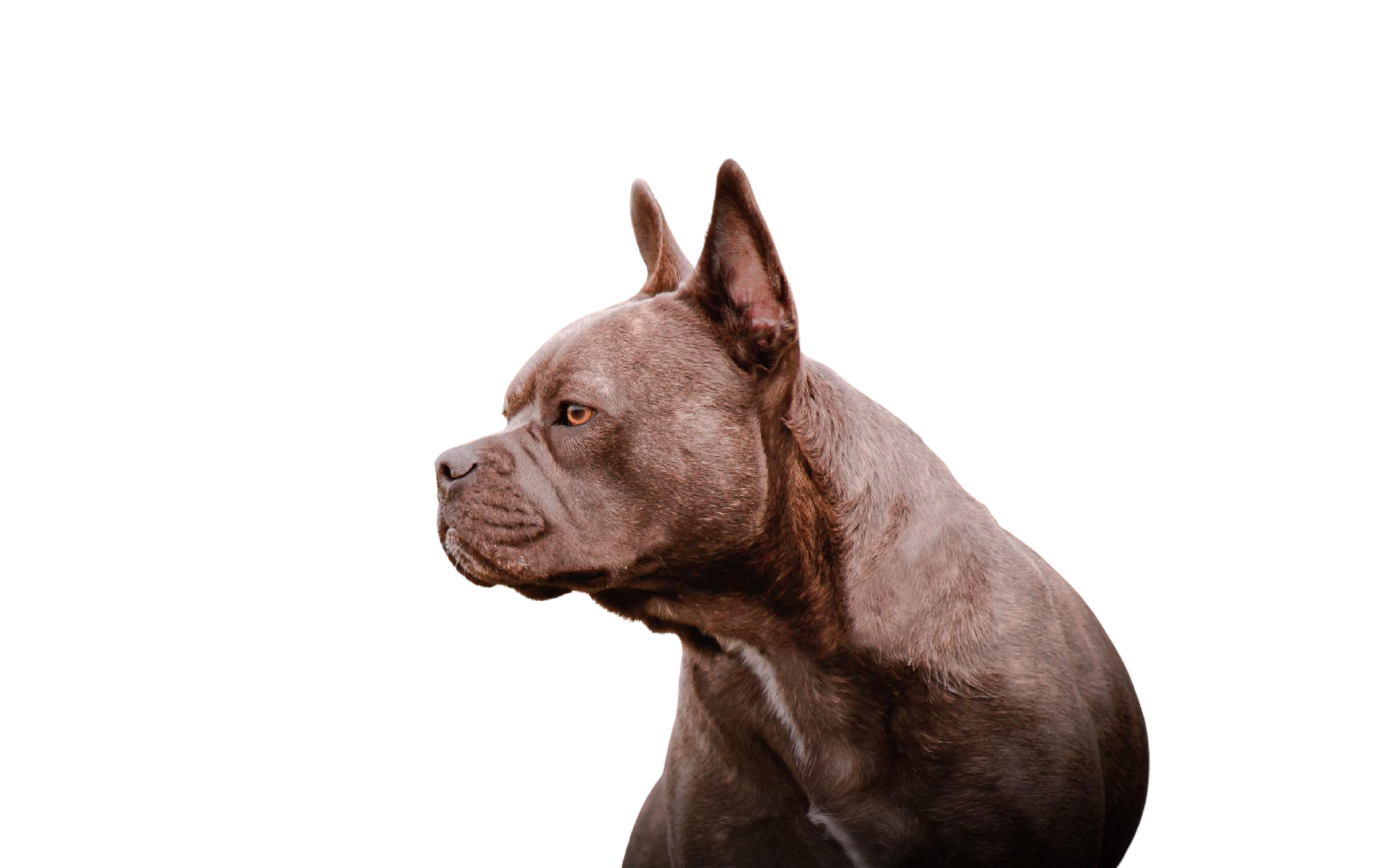 Frenchie Staff Caractère & attitude Races de chiens images dogbible