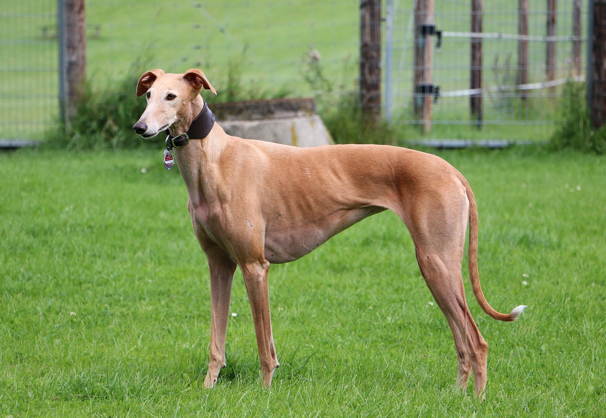 7 Races De Chiens Espagnols Races FCI D Espagne Avec Photos Dogbible 7 Races De Chiens Espagnols Races FCI D Espagne Avec Photos Dogbible