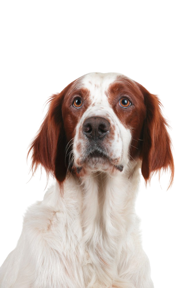 Setter irlandais rouge et blanc Caractère & attitude Races de chiens images dogbible