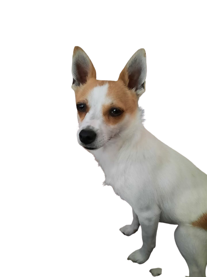 Jack Chi Caractère & attitude Races de chiens images dogbible