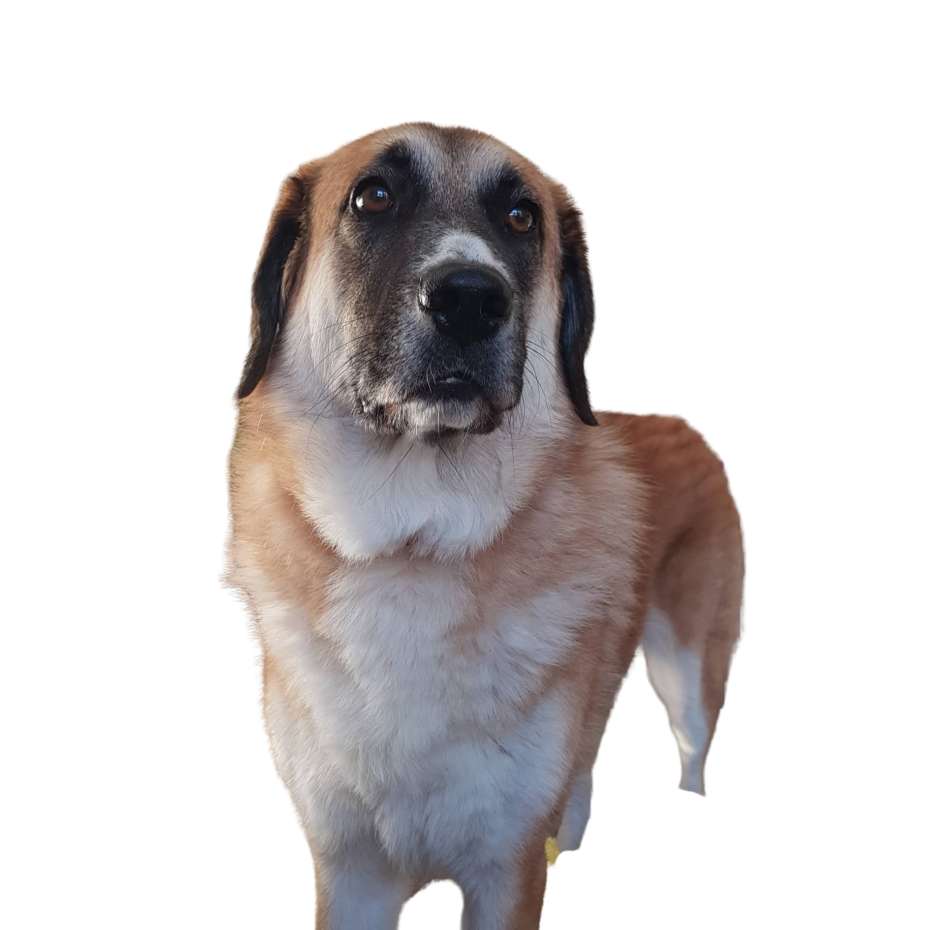 Kangal Shepherd Caractère & attitude Races de chiens images dogbible