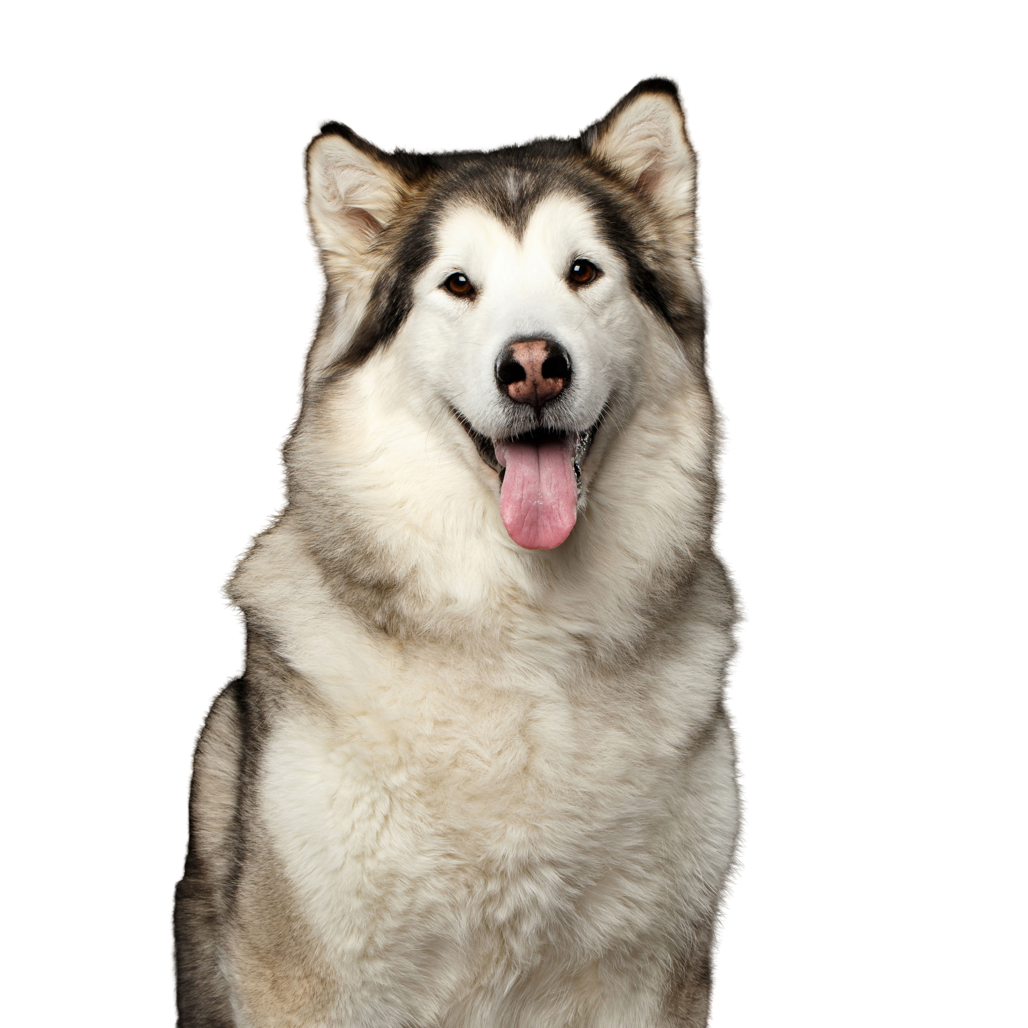 Malamute de l'Alaska: Caractère \u0026 attitude - Races de chiens images -  dogbible, image size:4096x4096