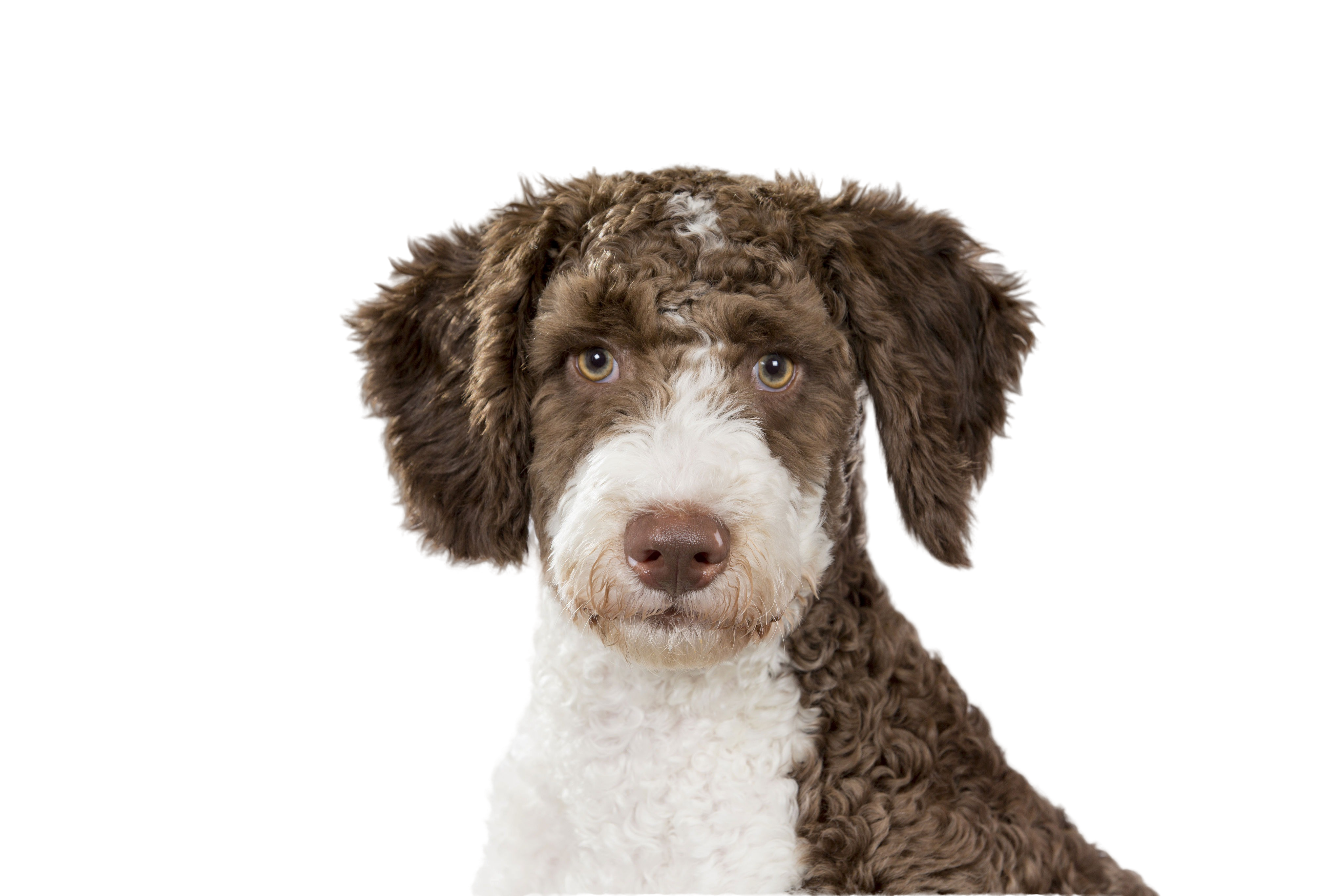 Comment On Dit Chien En Espagnol Chien d'eau espagnol: Caractère & attitude - Races de chiens images -  dogbible