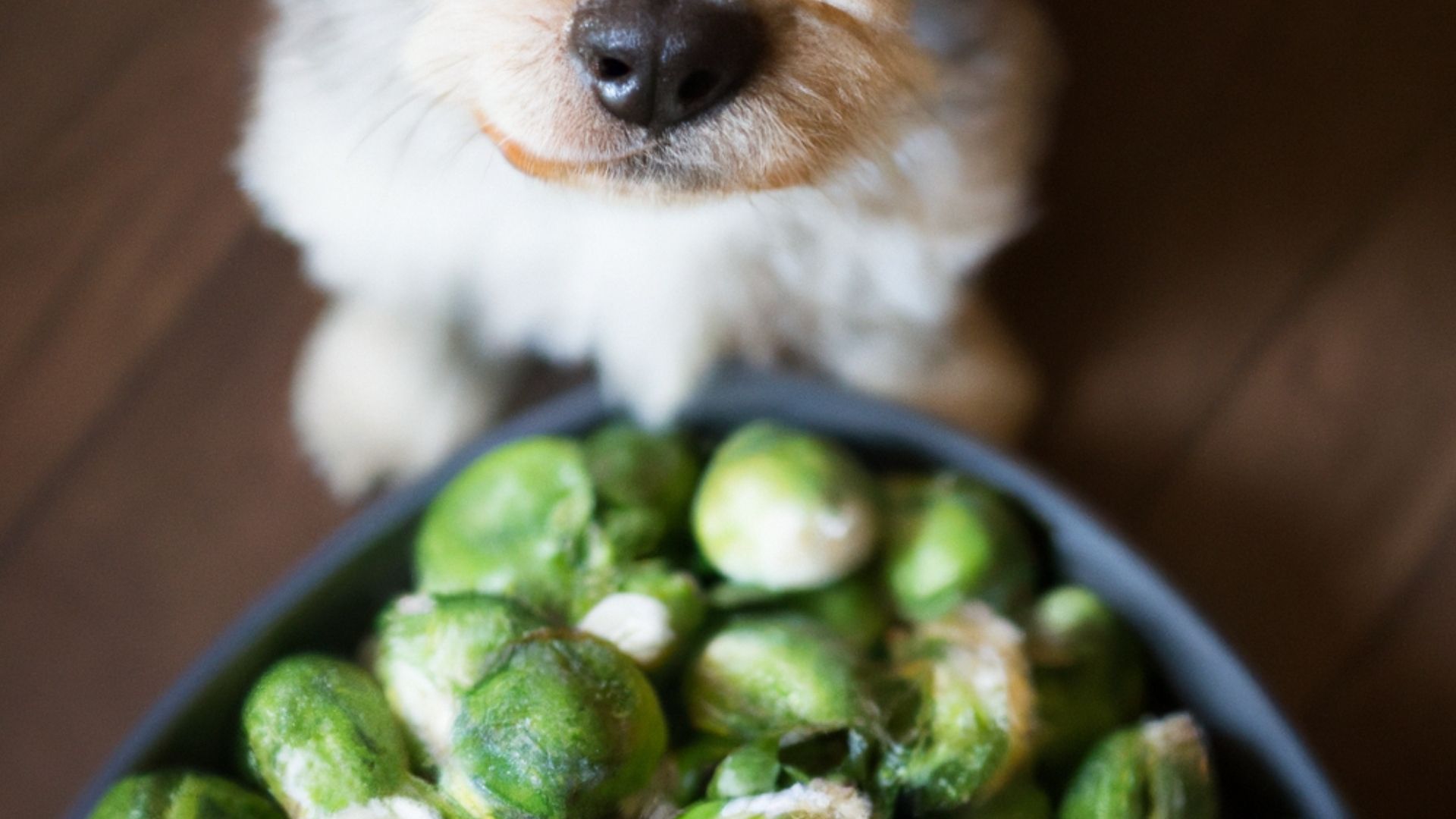 Mon chien peutil manger des choux de Bruxelles ? dogbible