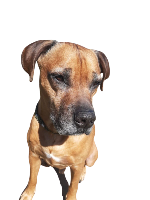 Rhodesian Ridgeback Races Boxer rhodésien: Caractère & attitude - Races de chiens images - dogbible