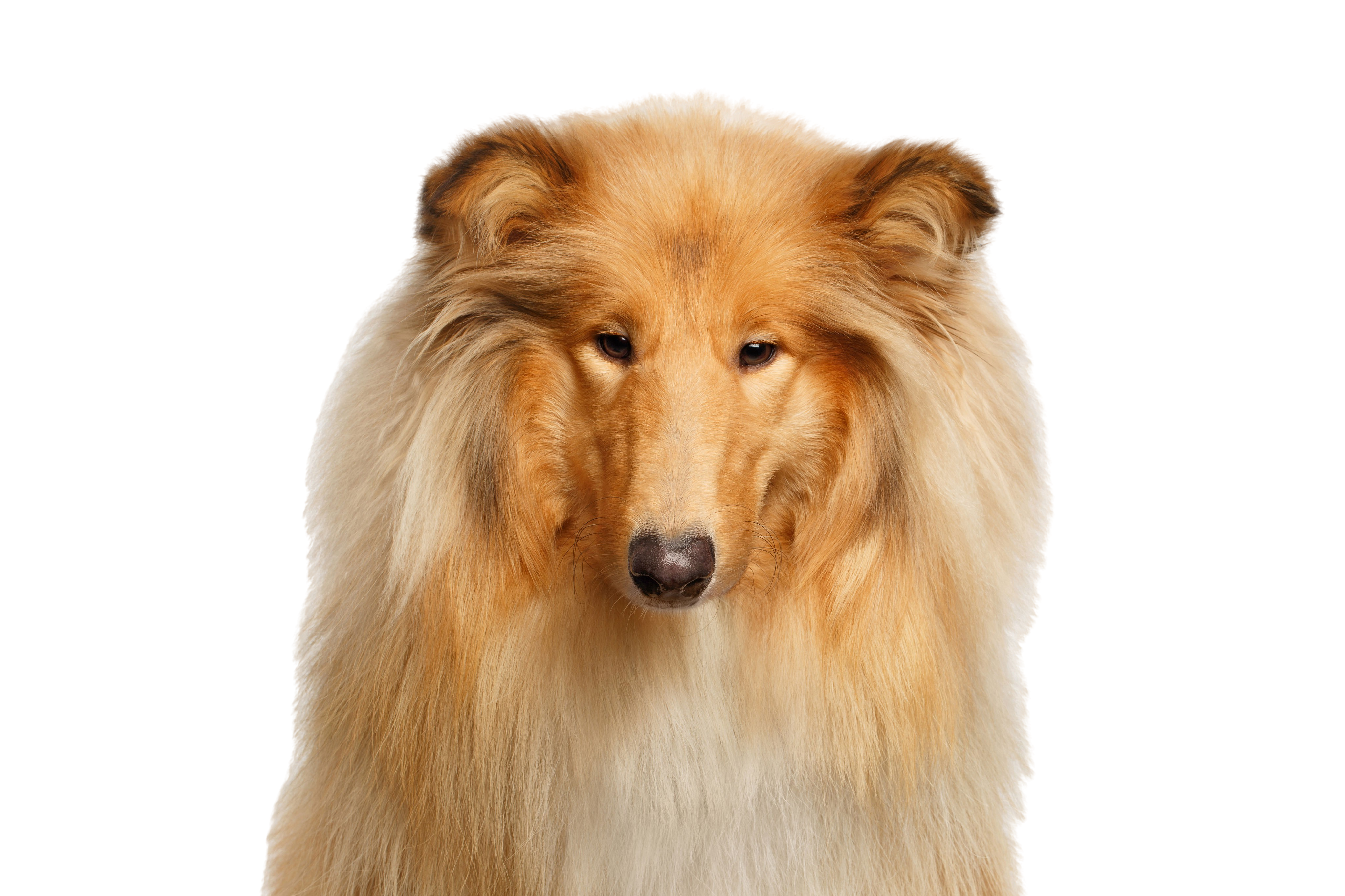 Колли собака длинношерстные. Грумминг колли длинношерстный. Колли. Собака колли на белом фоне. Колли на прозрачном фоне.