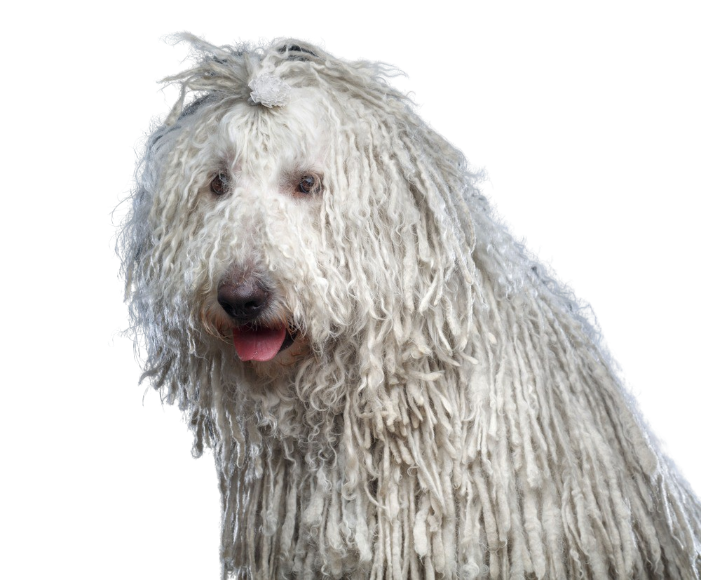 Komondor Karakter és viselkedés Kutyafajták képei dogbible
