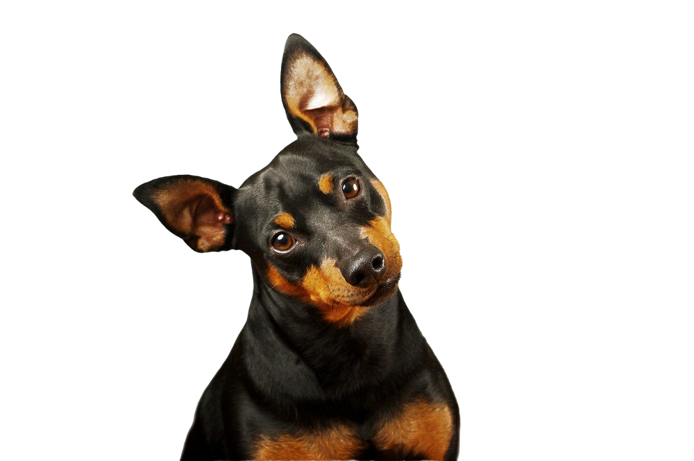 Miniatűr pinscher Karakter és viselkedés Kutyafajták képei dogbible