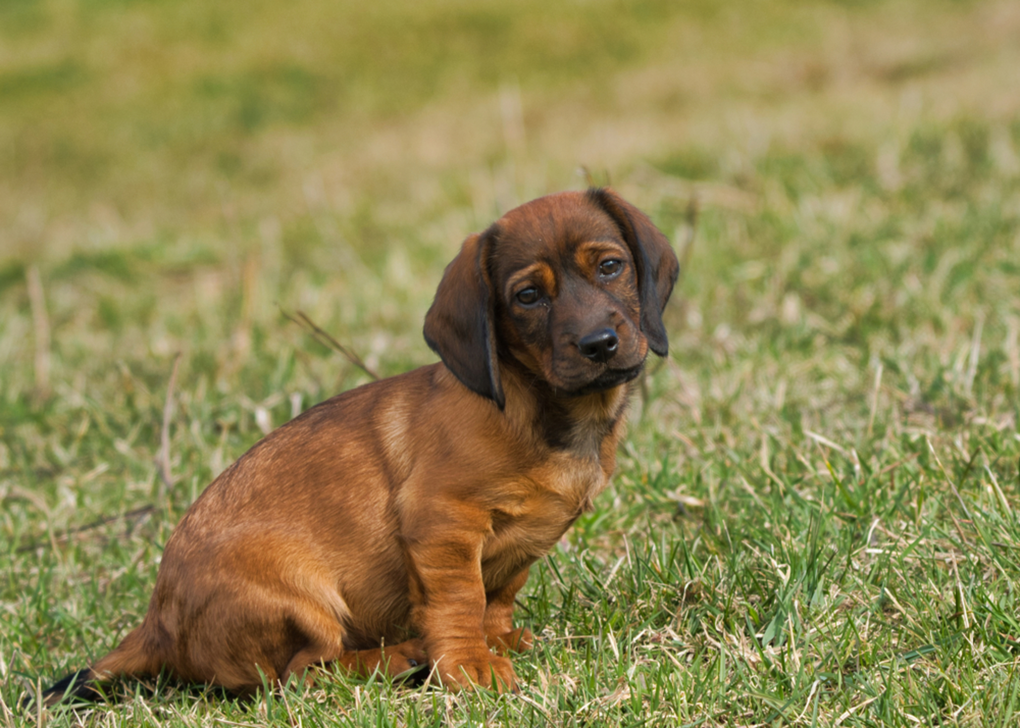 The Alpenländische Dachsbracke: A Small but Mighty Hunting Dog The Alpenländische Dachsbracke: A Small but Mighty Hunting Dog