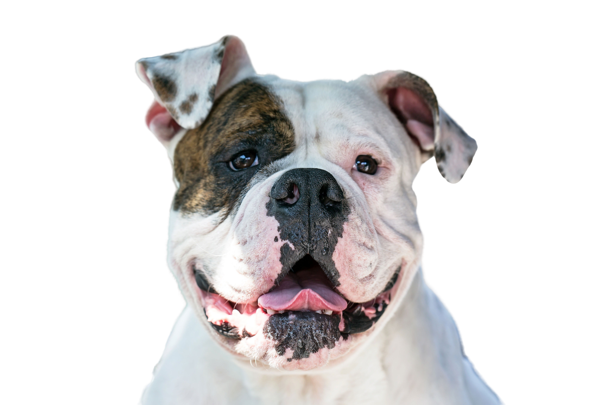 American Bully Rassebeschreibung Charakter Temperament