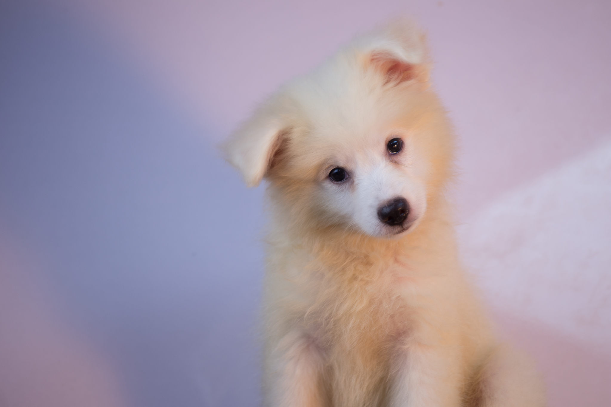 American Eskimo Dog Rassebeschreibung und Temperament