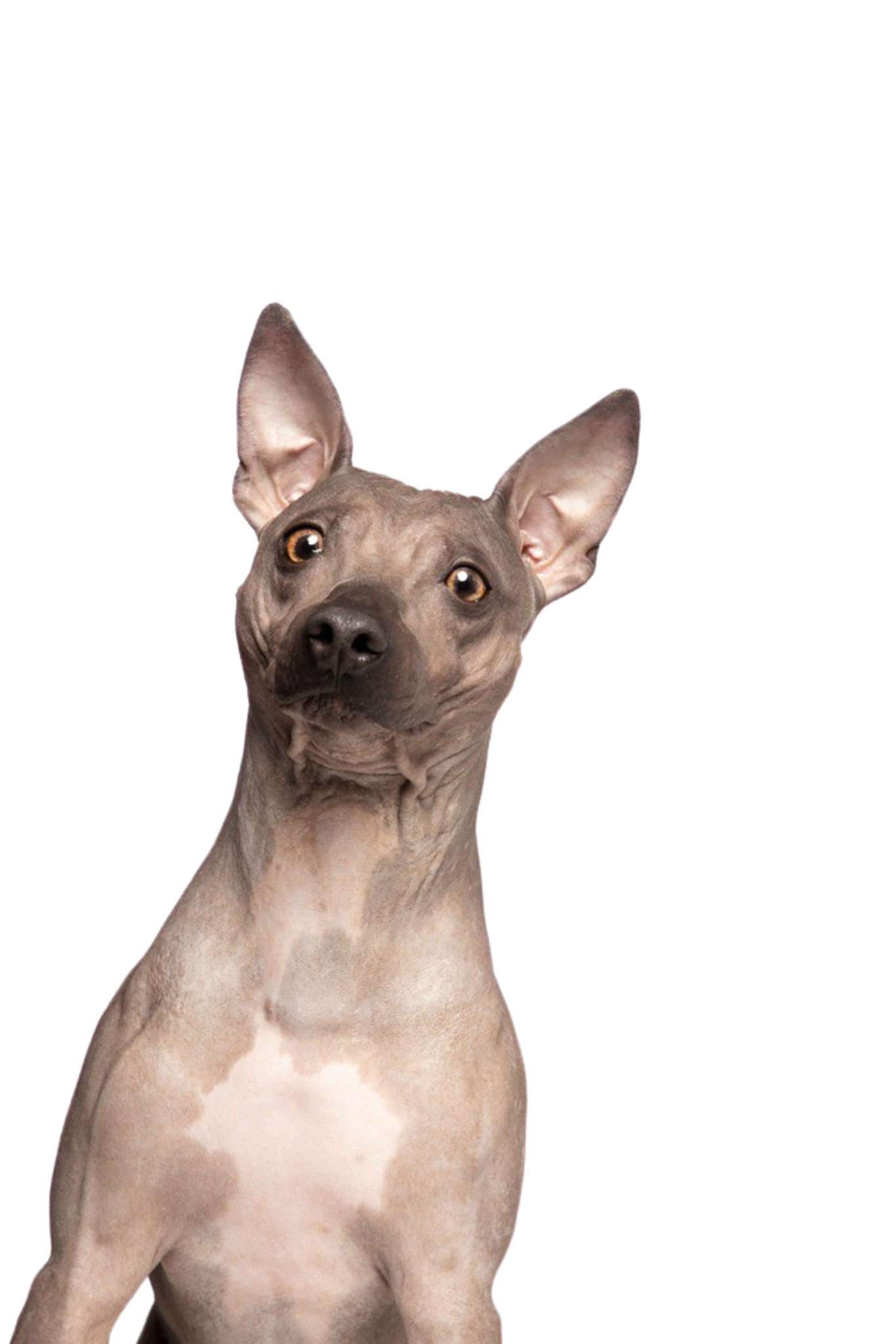 アメリカン ヘアレス テリア 犬種の説明と気質 Dogbible アメリカン ヘアレス テリア 犬種の説明と気質 Dogbible