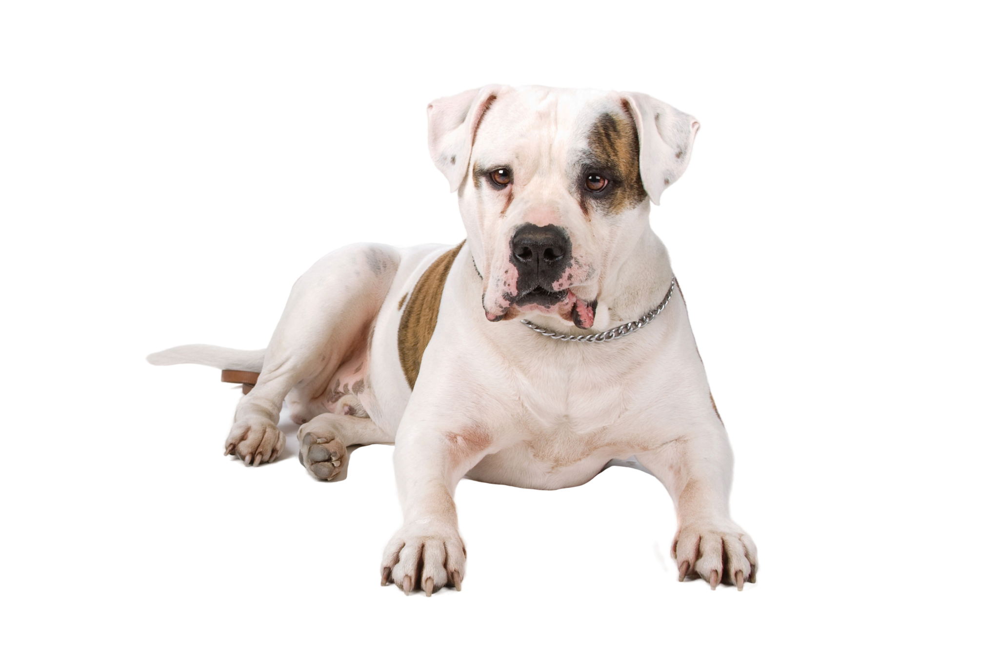 Amerikanische Bulldogge Rassebeschreibung Dogbible