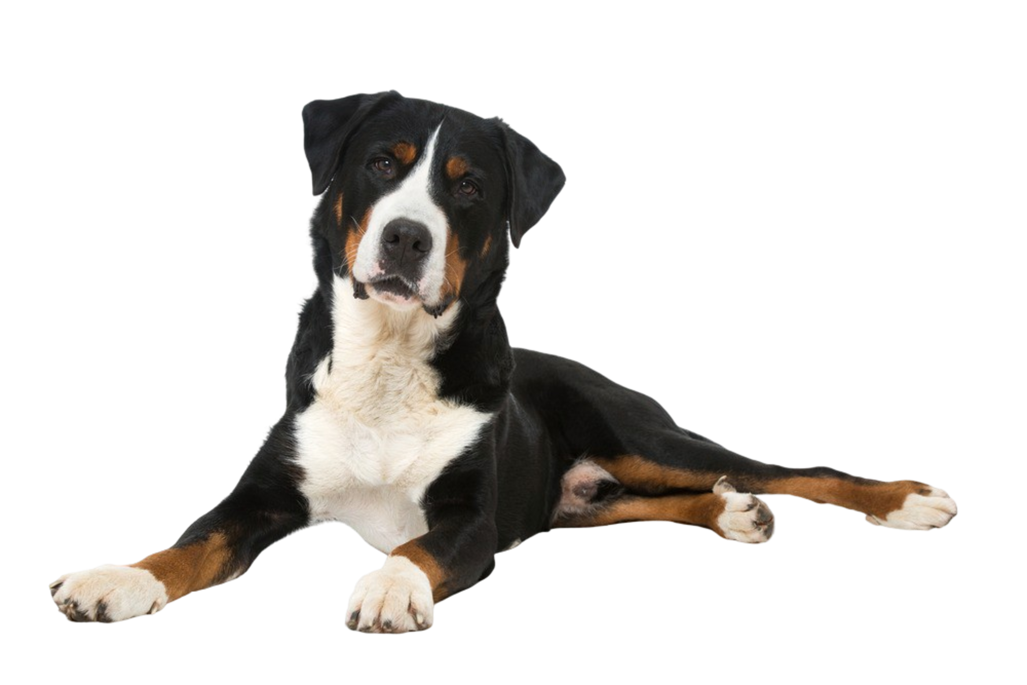 Appenzeller Sennenhund Rassebeschreibung Dogbible