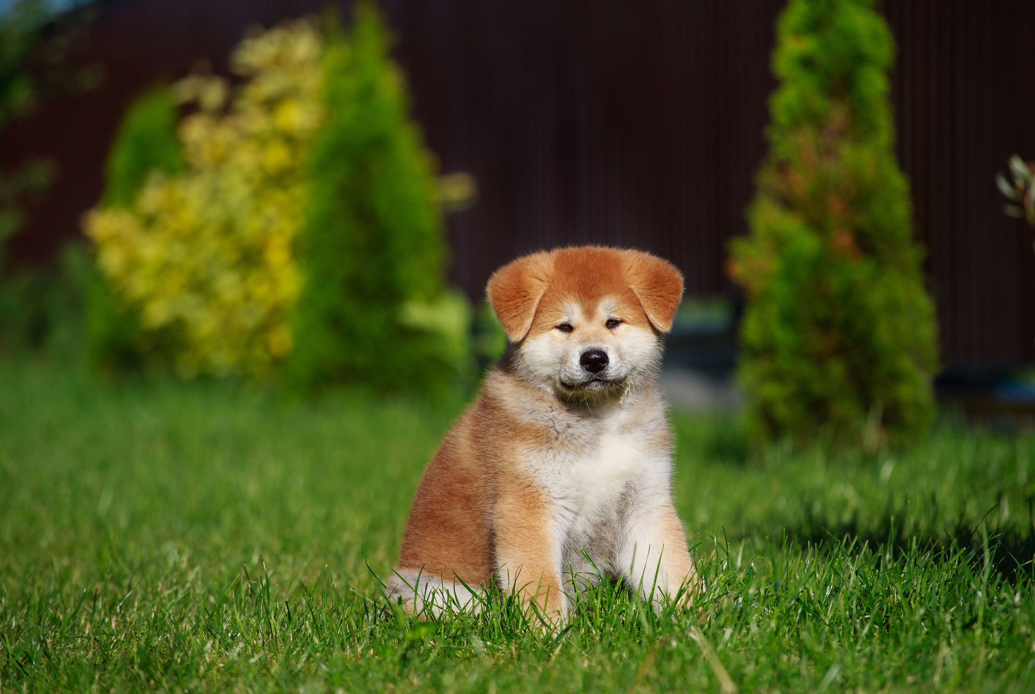 🐾 Akita Inu Rassebeschreibung Charakter &Co dogbible