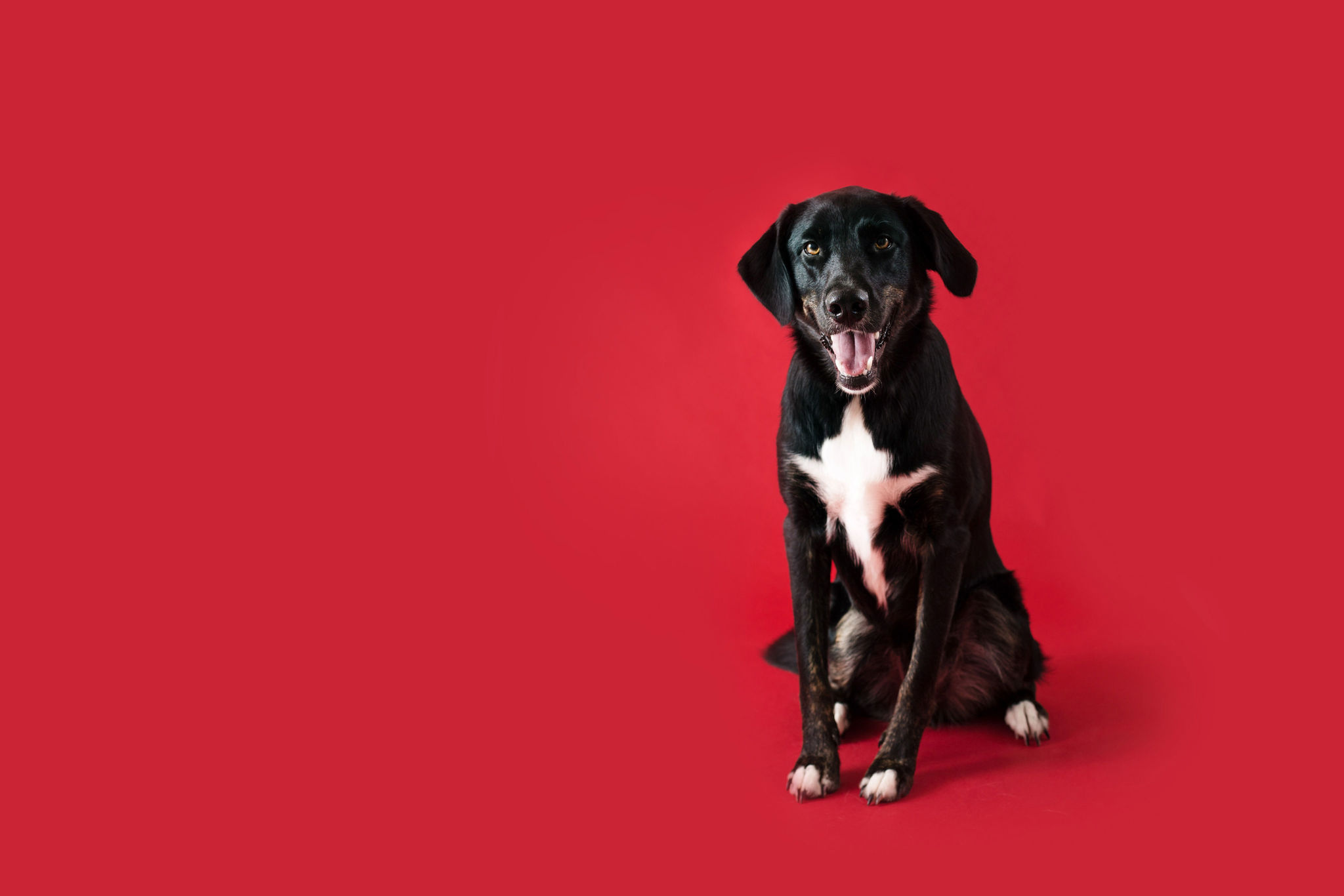 🐾 Aussiedor Rassebeschreibung Charakter &Co dogbible