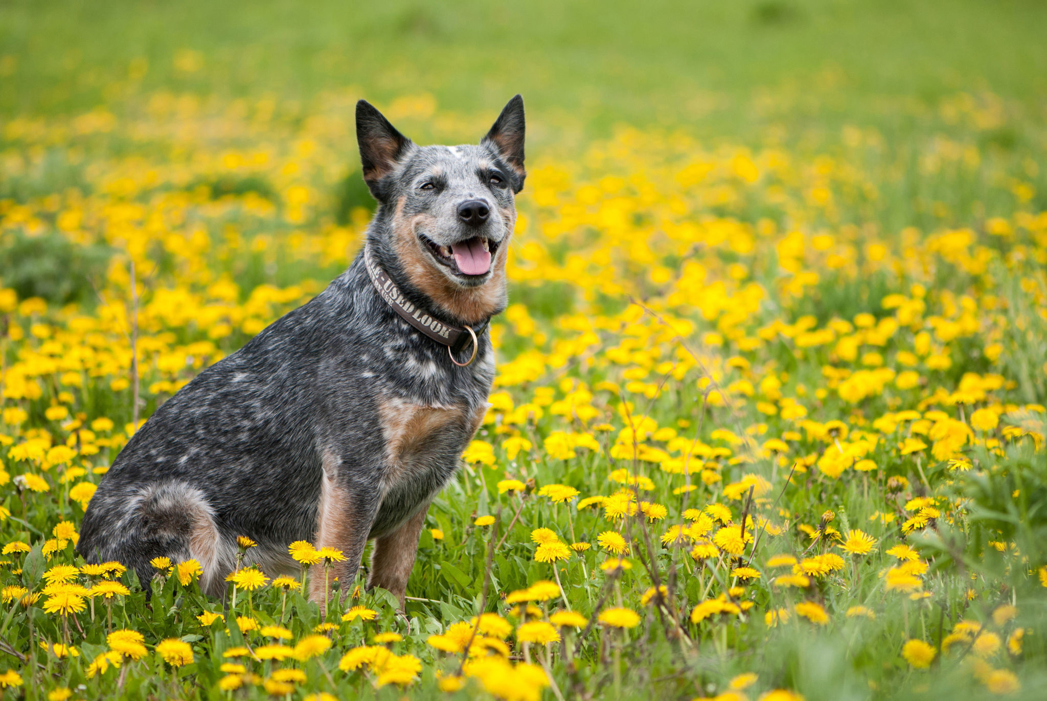 🐾 Australian Cattle Dog Rassebeschreibung dogbible