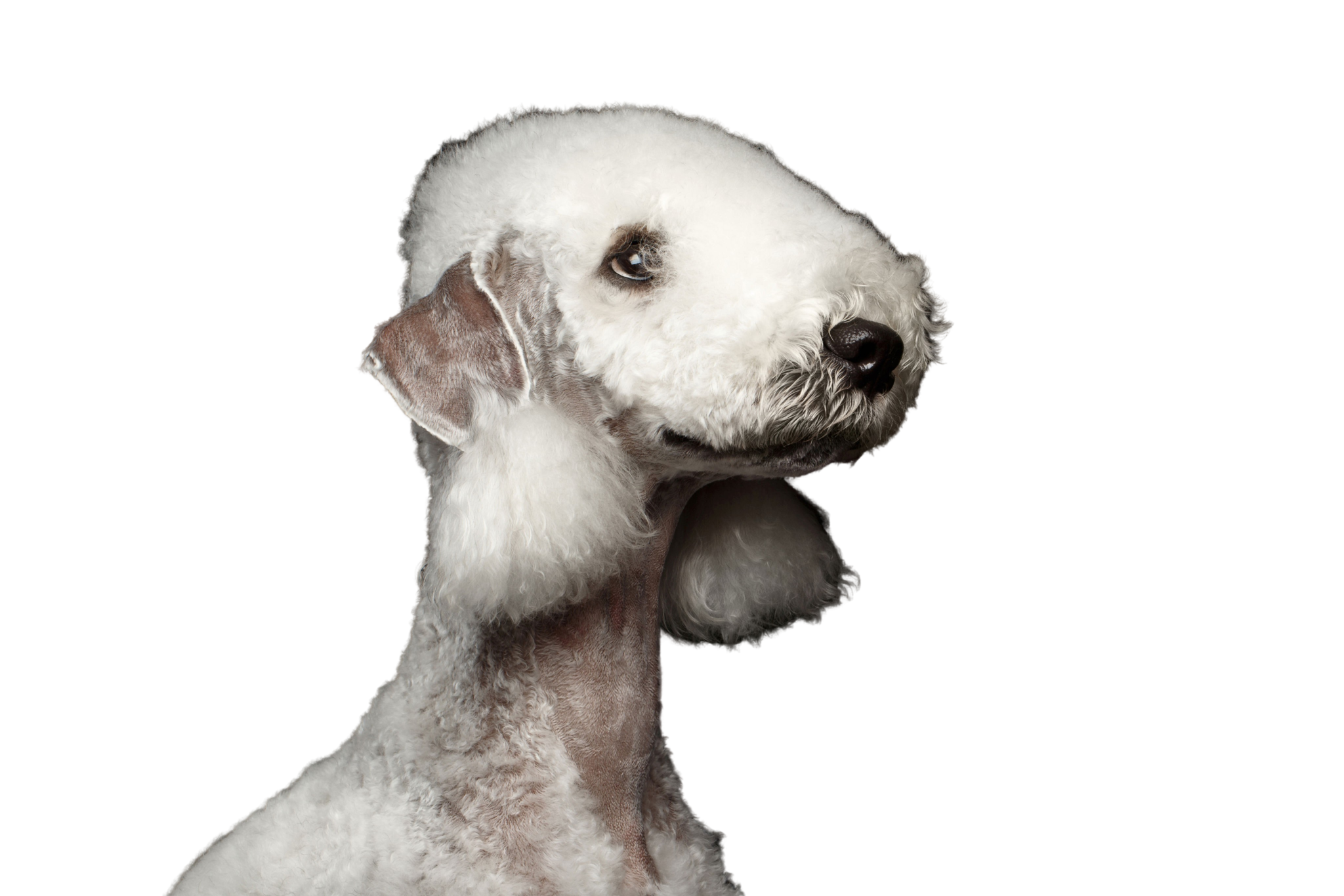 Bedlington Terrier Temperament & Rassebeschreibung dogbible