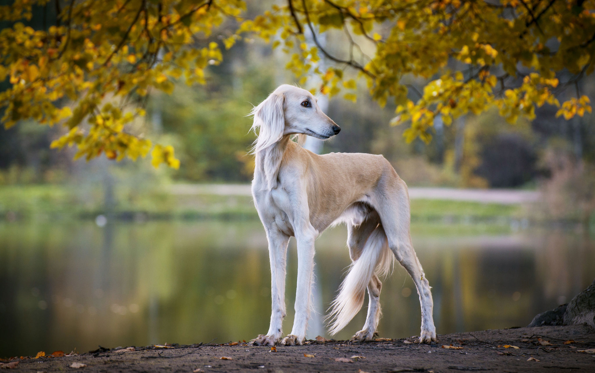 🐾 Saluki - Rassebeschreibung: Charakter &Co - dogbible