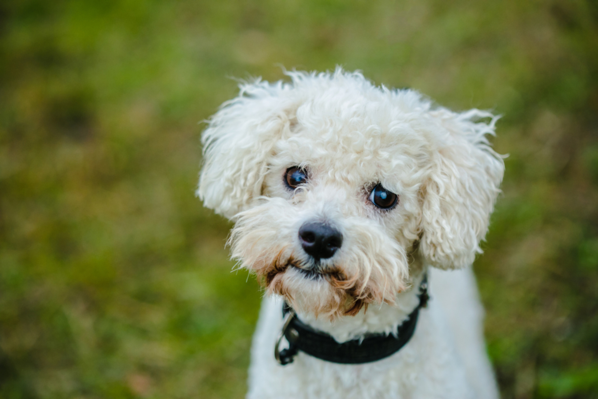 🐾 Bologneser Hund Rassebeschreibung &amp; Charakter dogbible