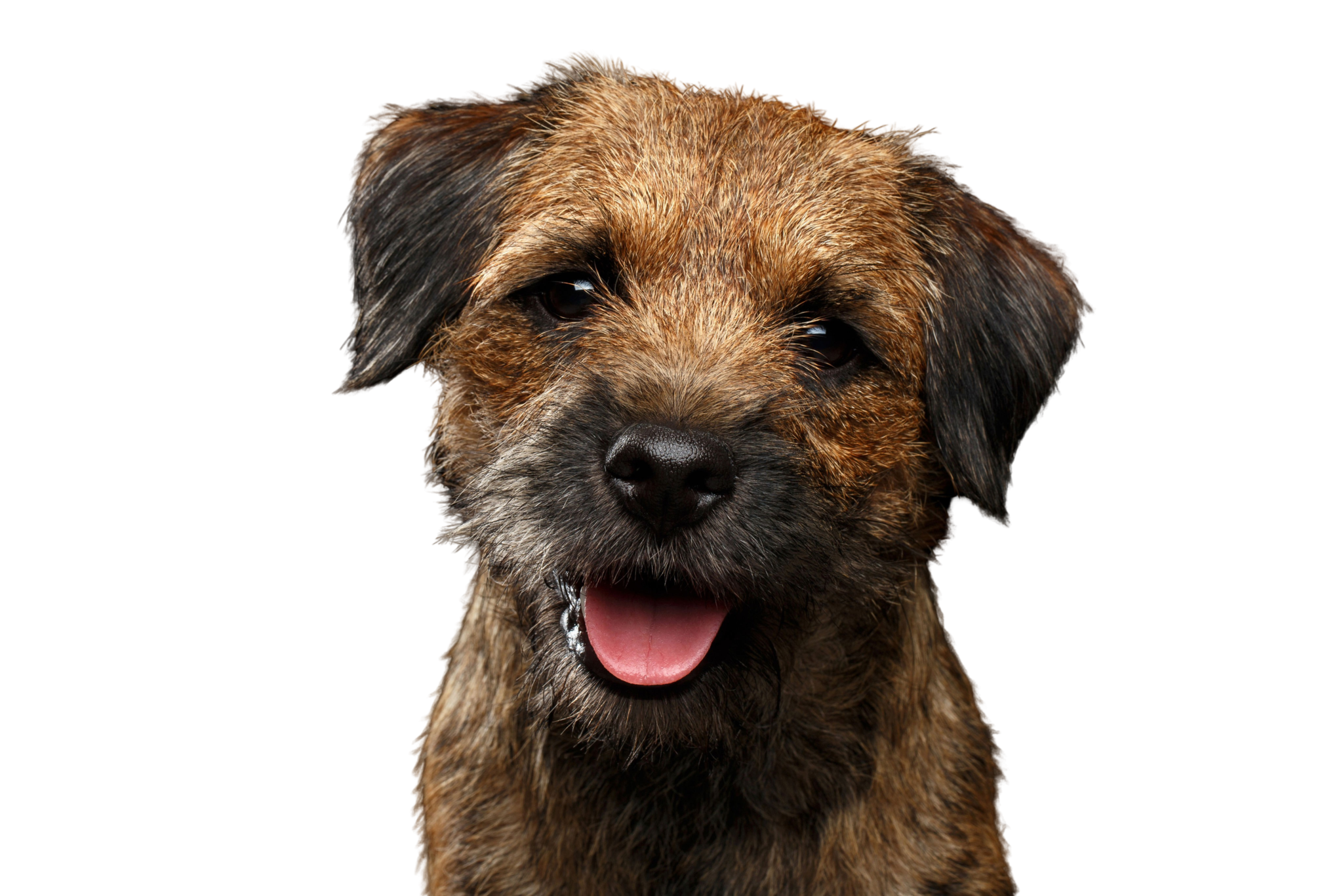 ? Border Terrier - Rassebeschreibung: Charakter - dogbible