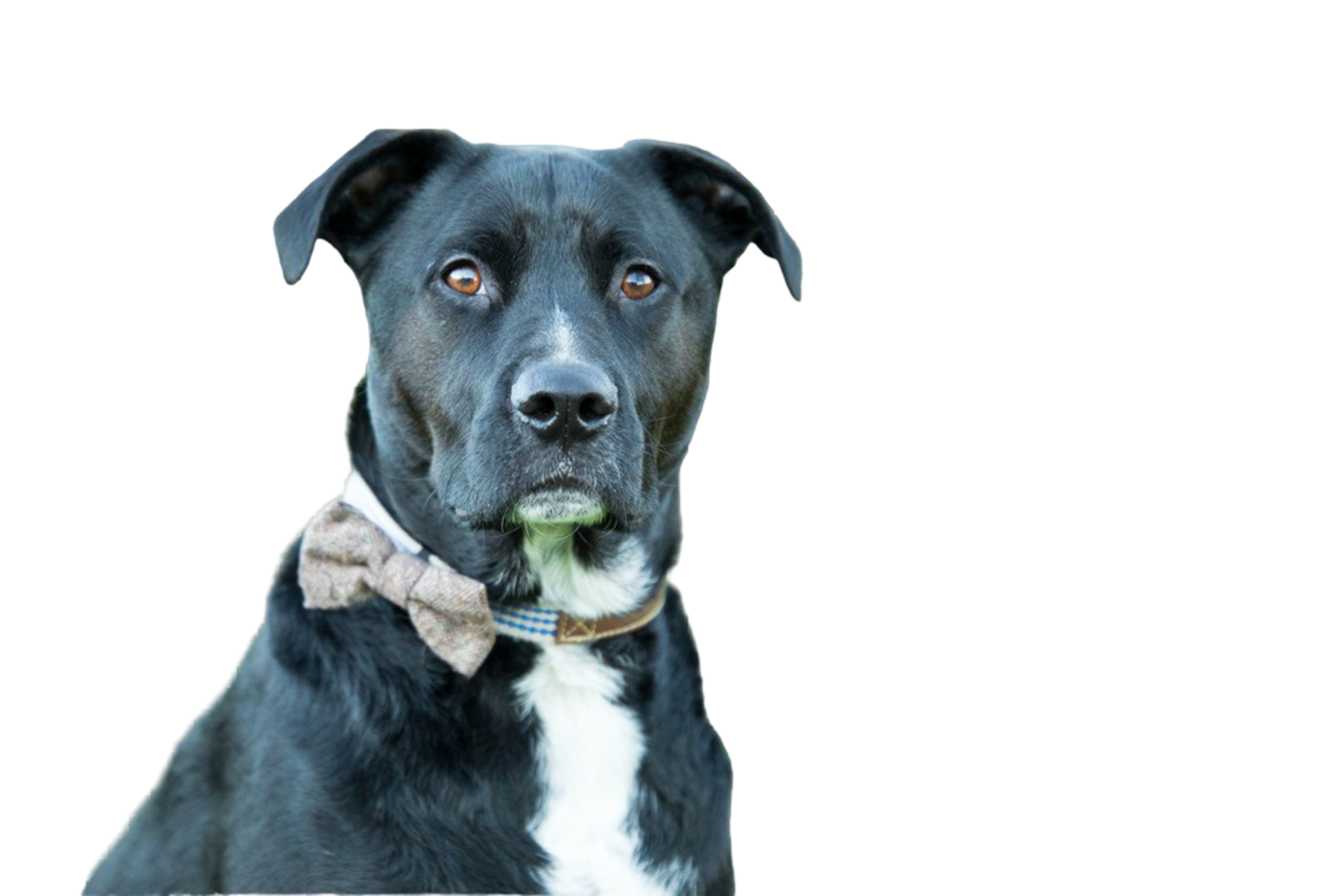 Boxador Rassebeschreibung Charakter Co Dogbible