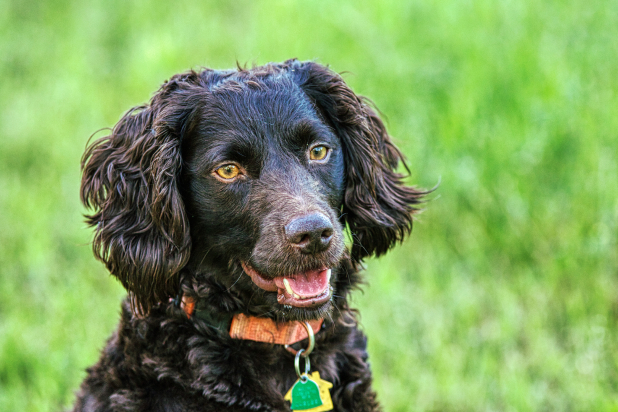 Boykin Spaniel