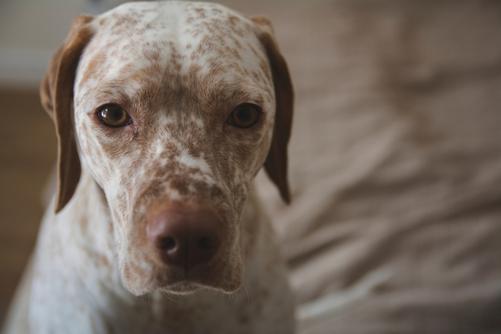 Braque Du Bourbonnais Temperament und Rassebeschreibung