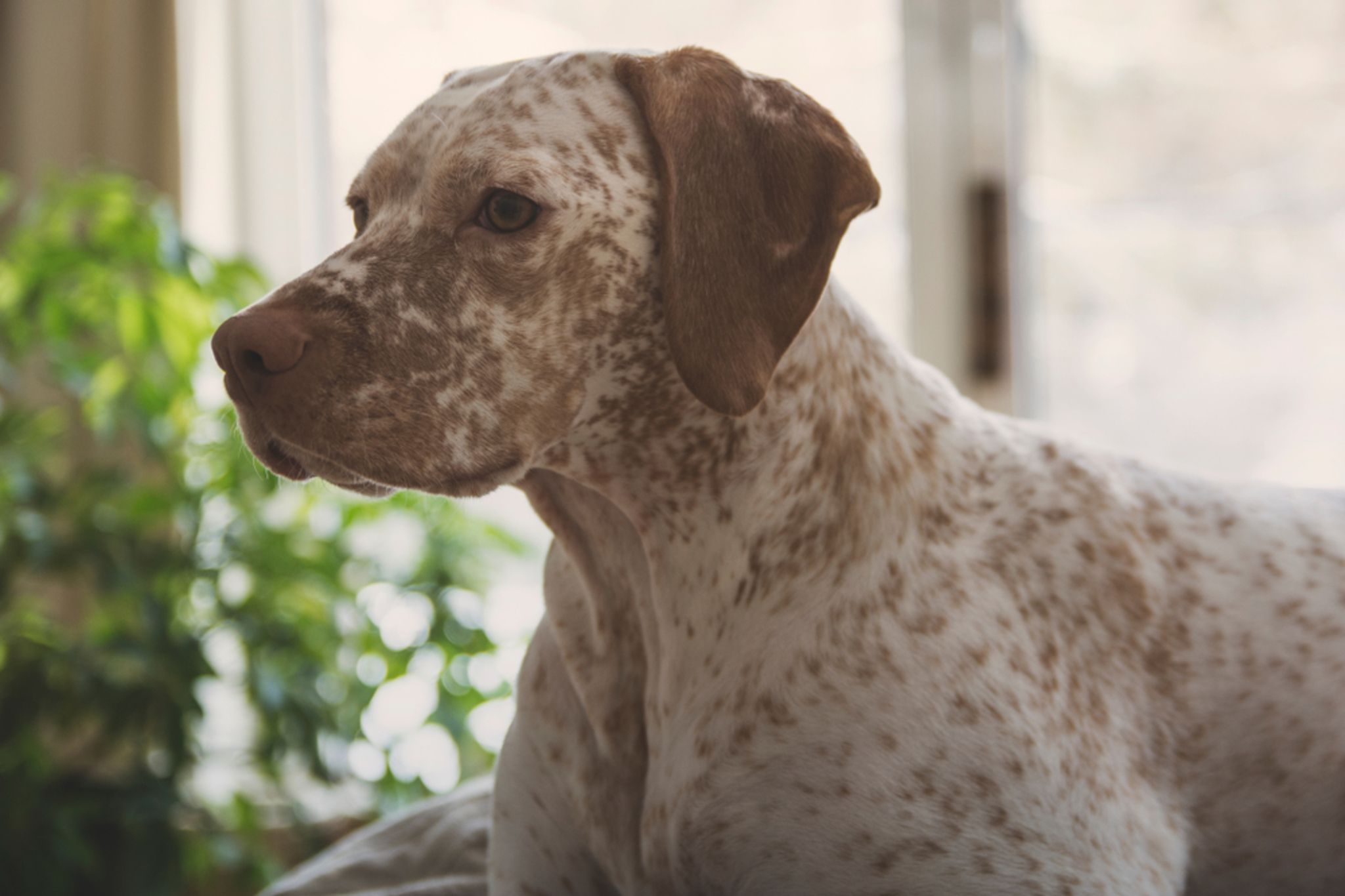 Braque Du Bourbonnais Temperament und Rassebeschreibung